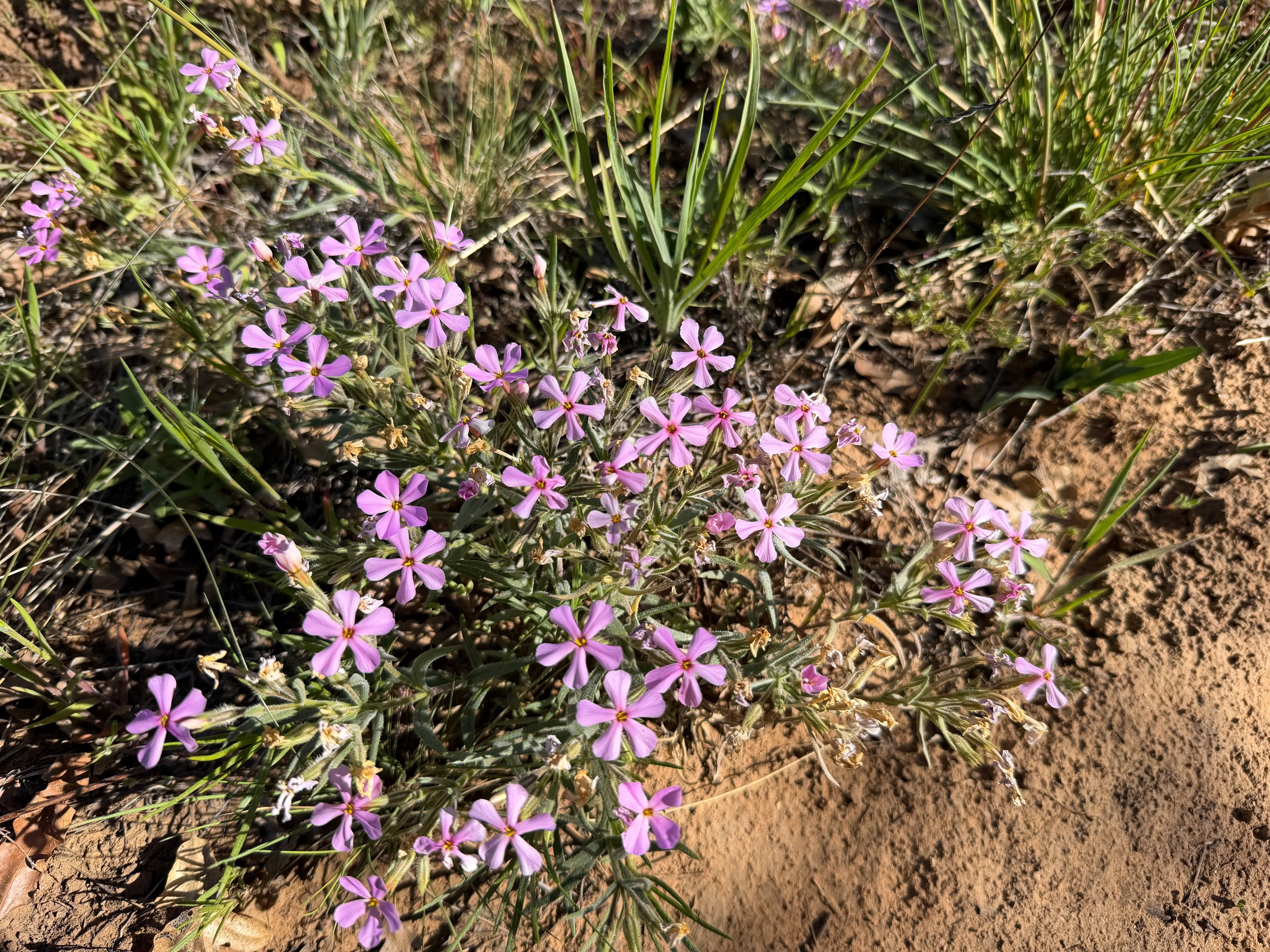 Long-leaf Phlox longifolia