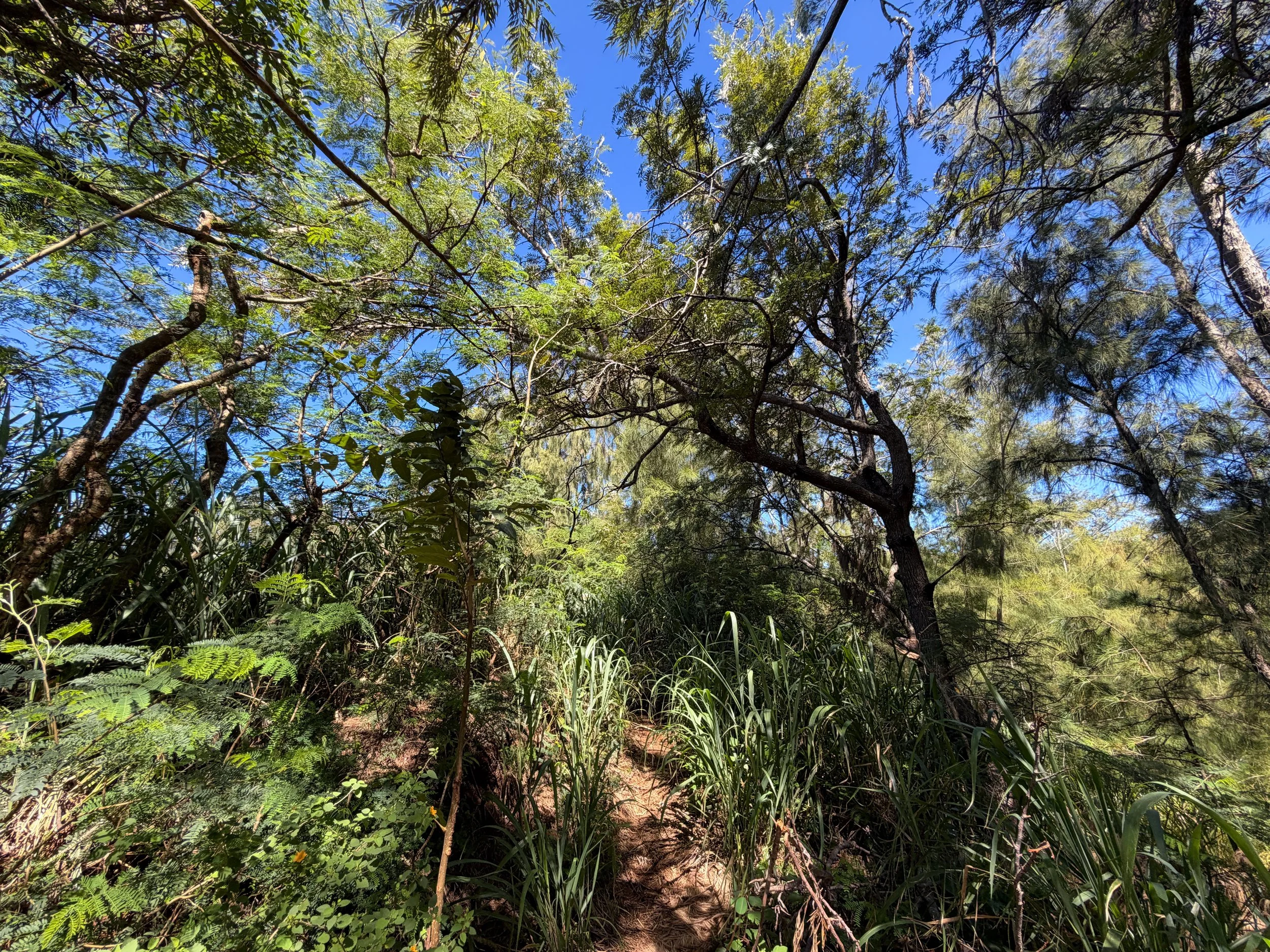 Kuaokala Trail Oahu Hawaii