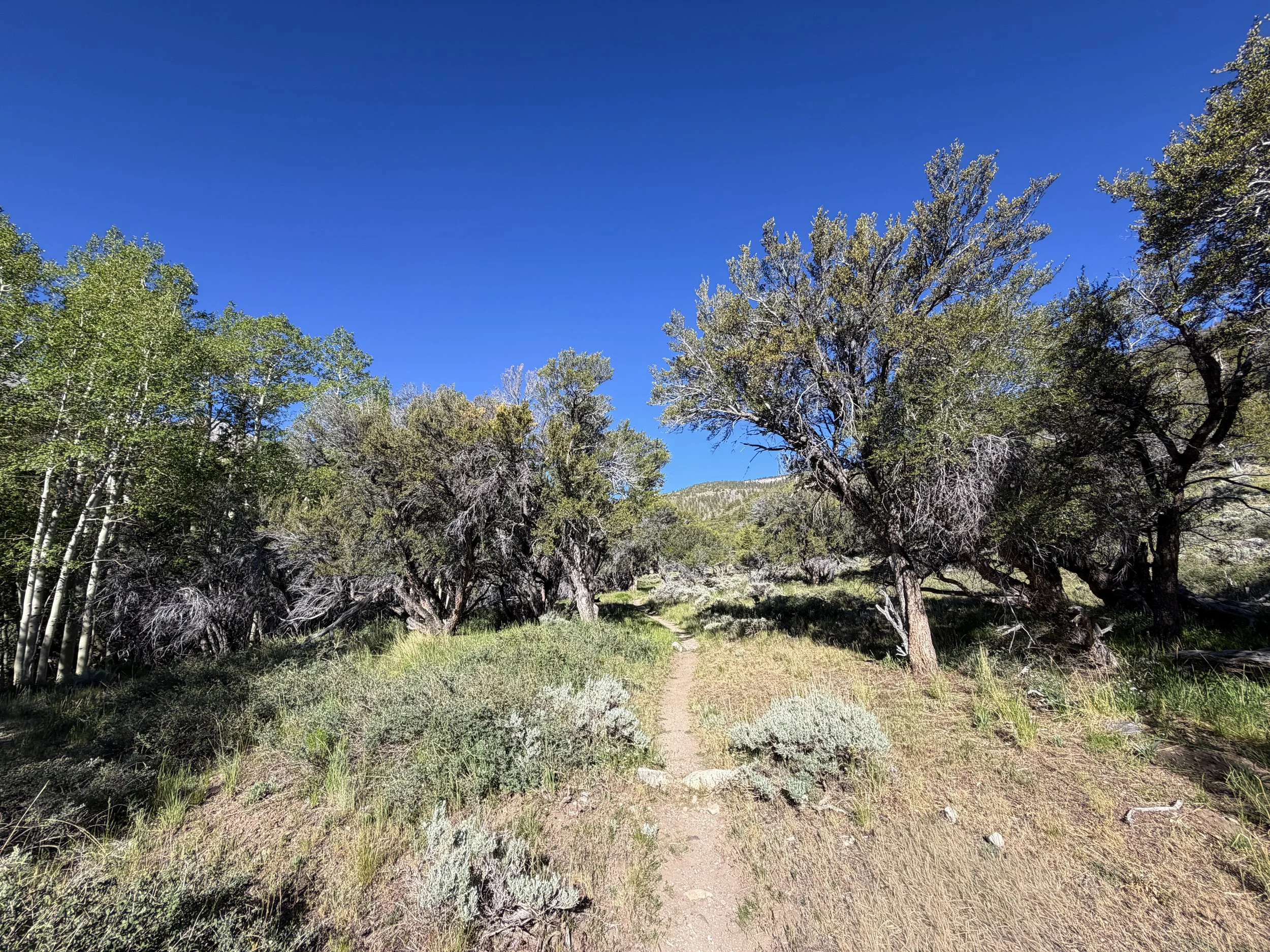 Lehman Creek Trail Great Basin National Park Nevada