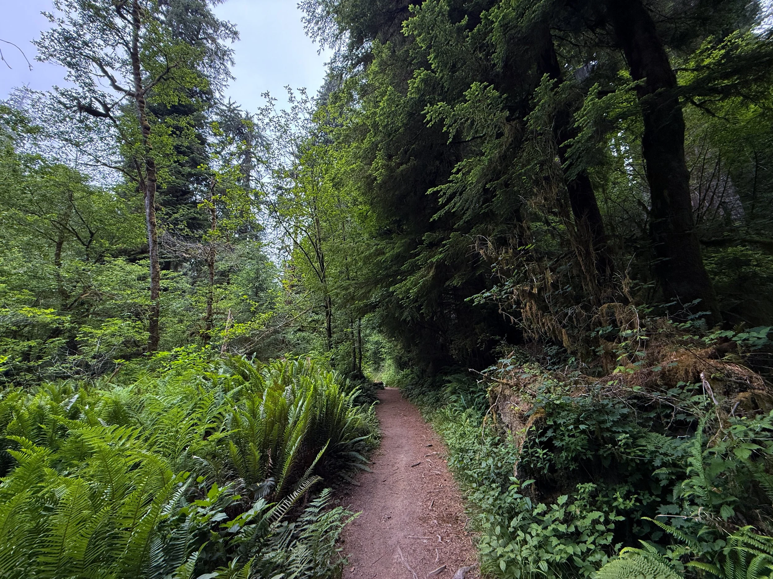 Boy Scout Tree Trail Jedediah Smith Redwoods State Park California