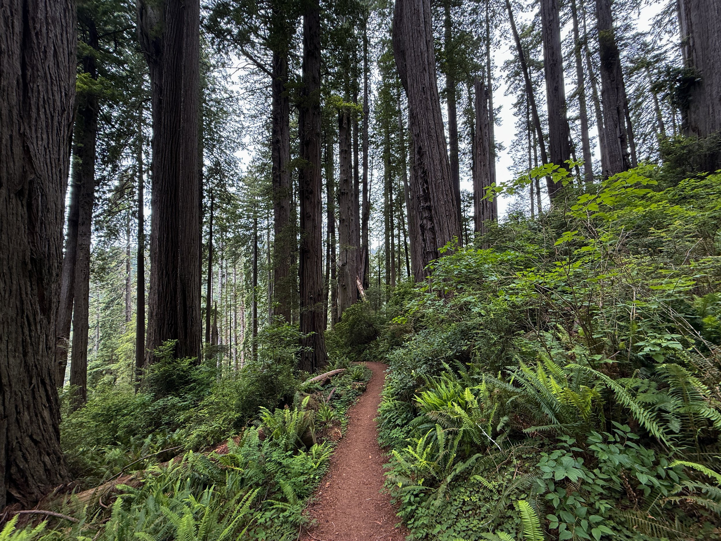 Damnation Creek Trail Del Norte Coast Redwoods State Park California