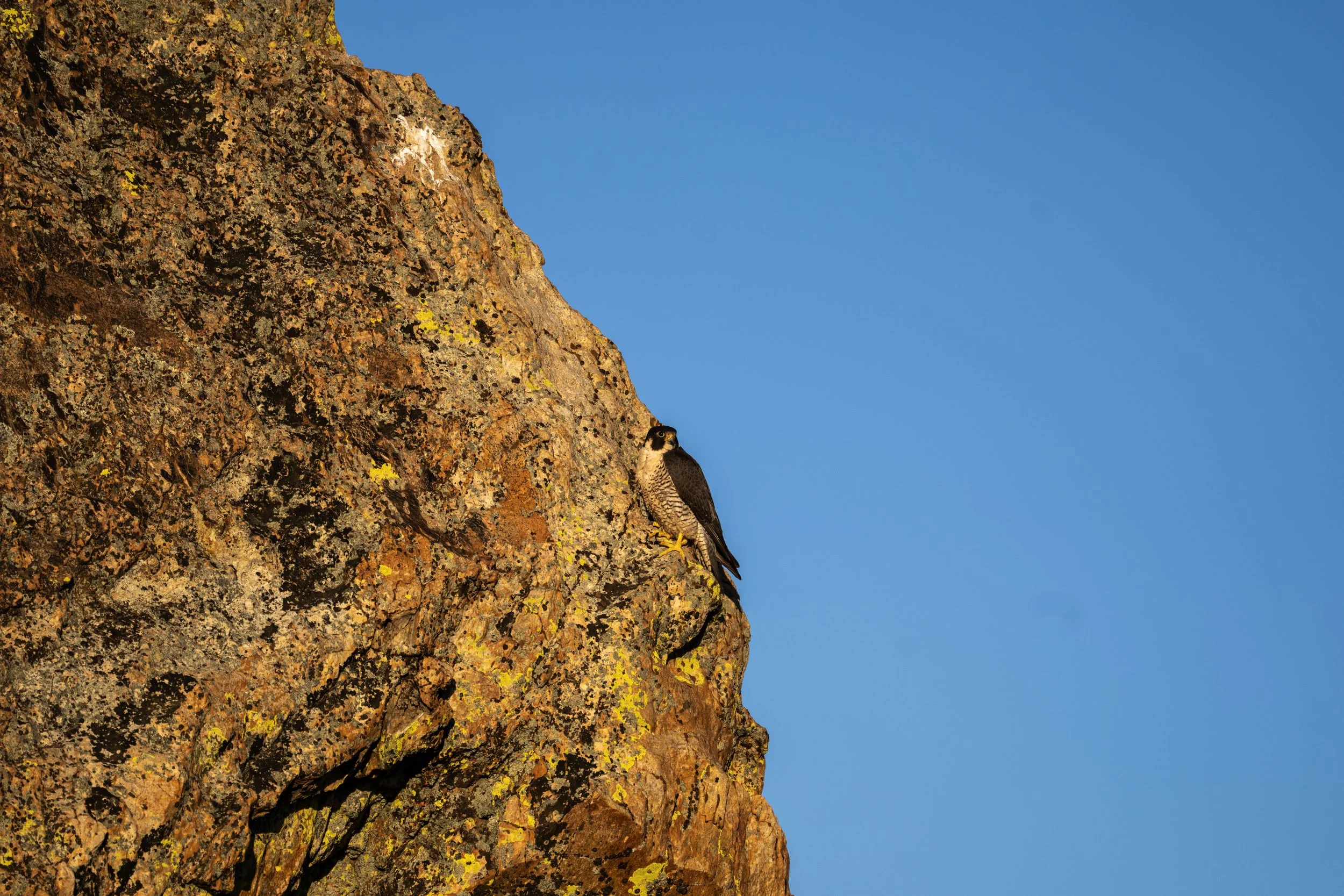 Peregrine Falcons Castle Rock Lake Tahoe Nevada