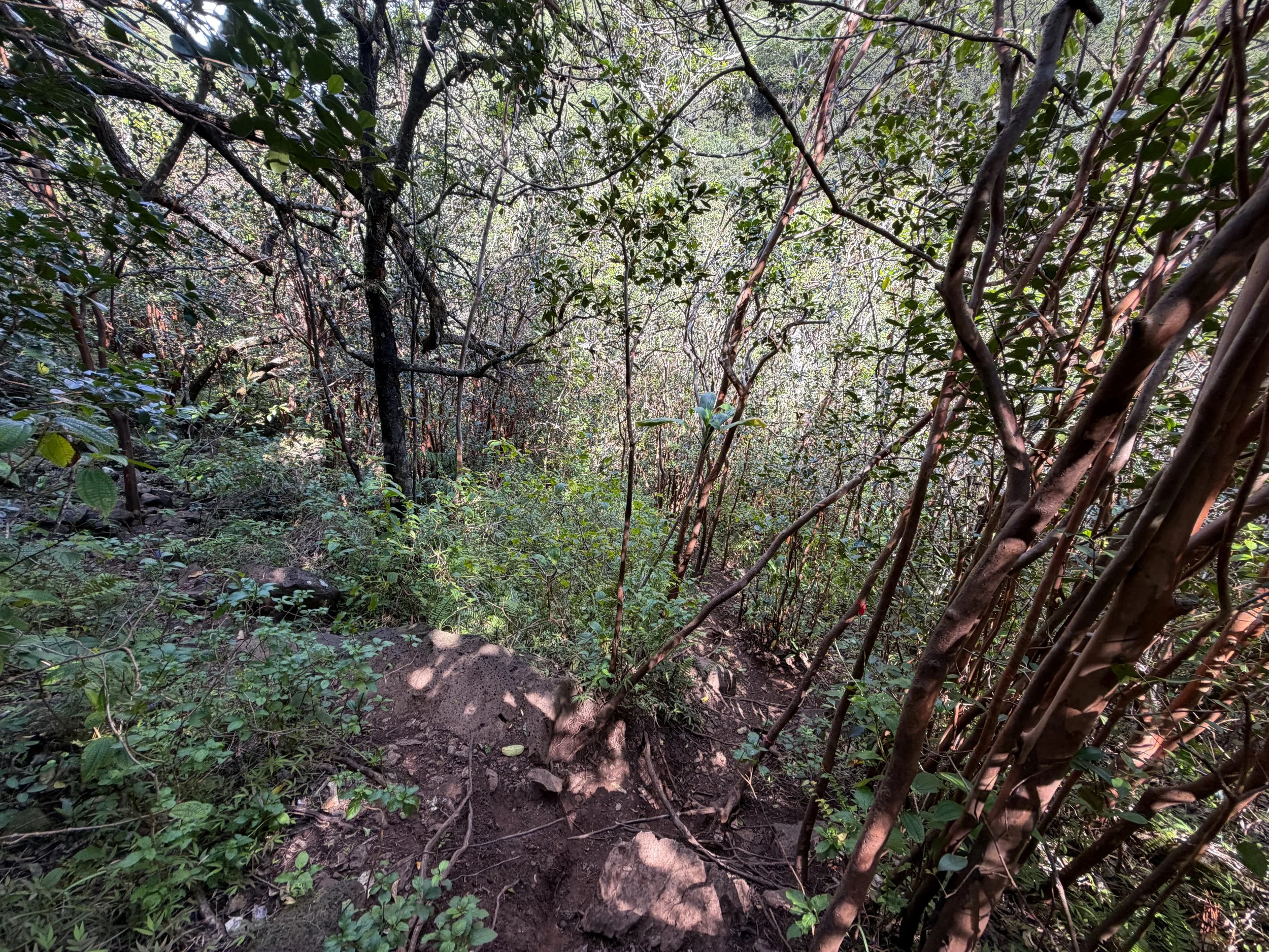 Waimano Falls Trail Oahu Hawaii
