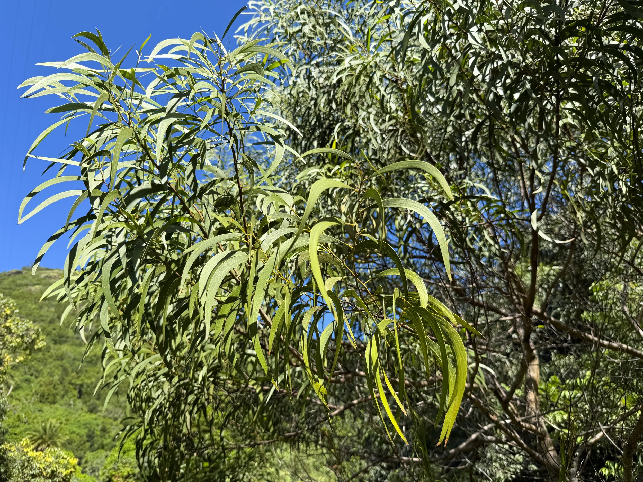 Koa Tree Oahu Hawaii