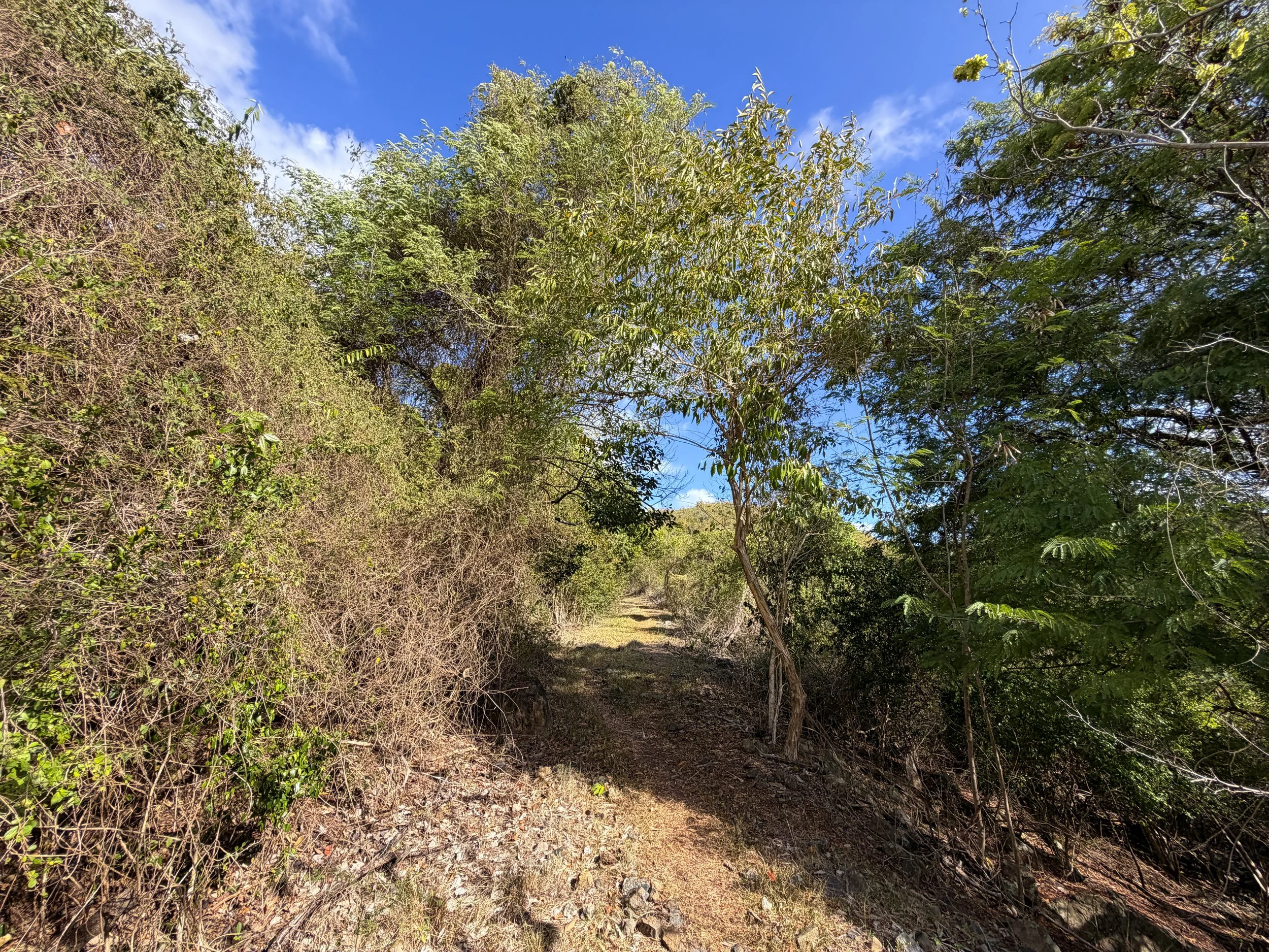 Johnny Horn Hike Virgin Islands National Park