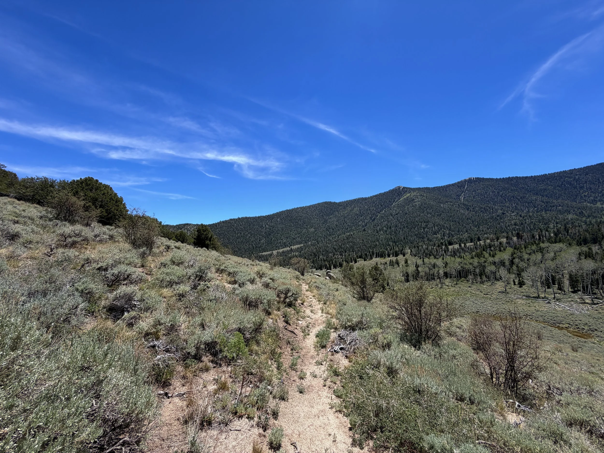 Serviceberry Loop Trail Great Basin National Park Nevada
