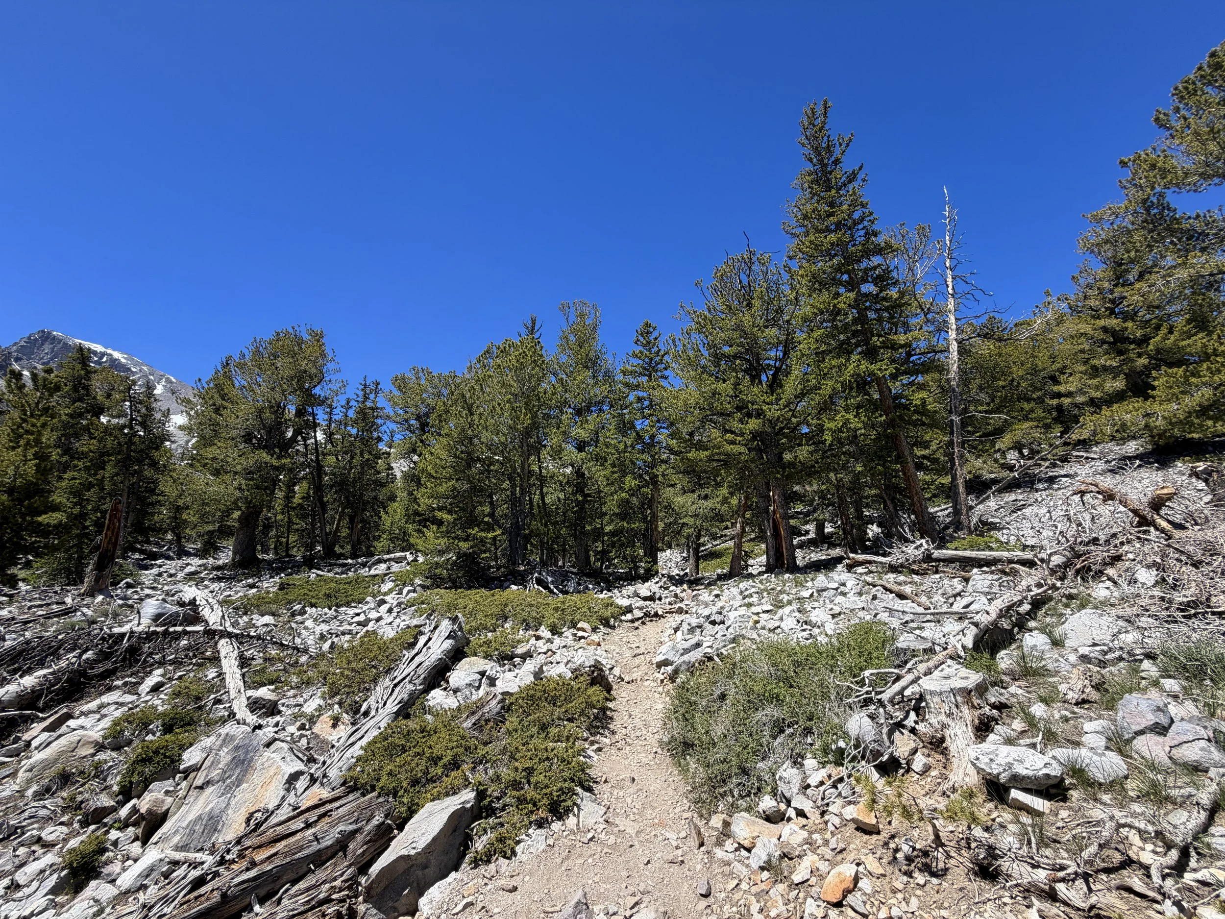 Bristlecone Hike Great Basin National Park Nevada