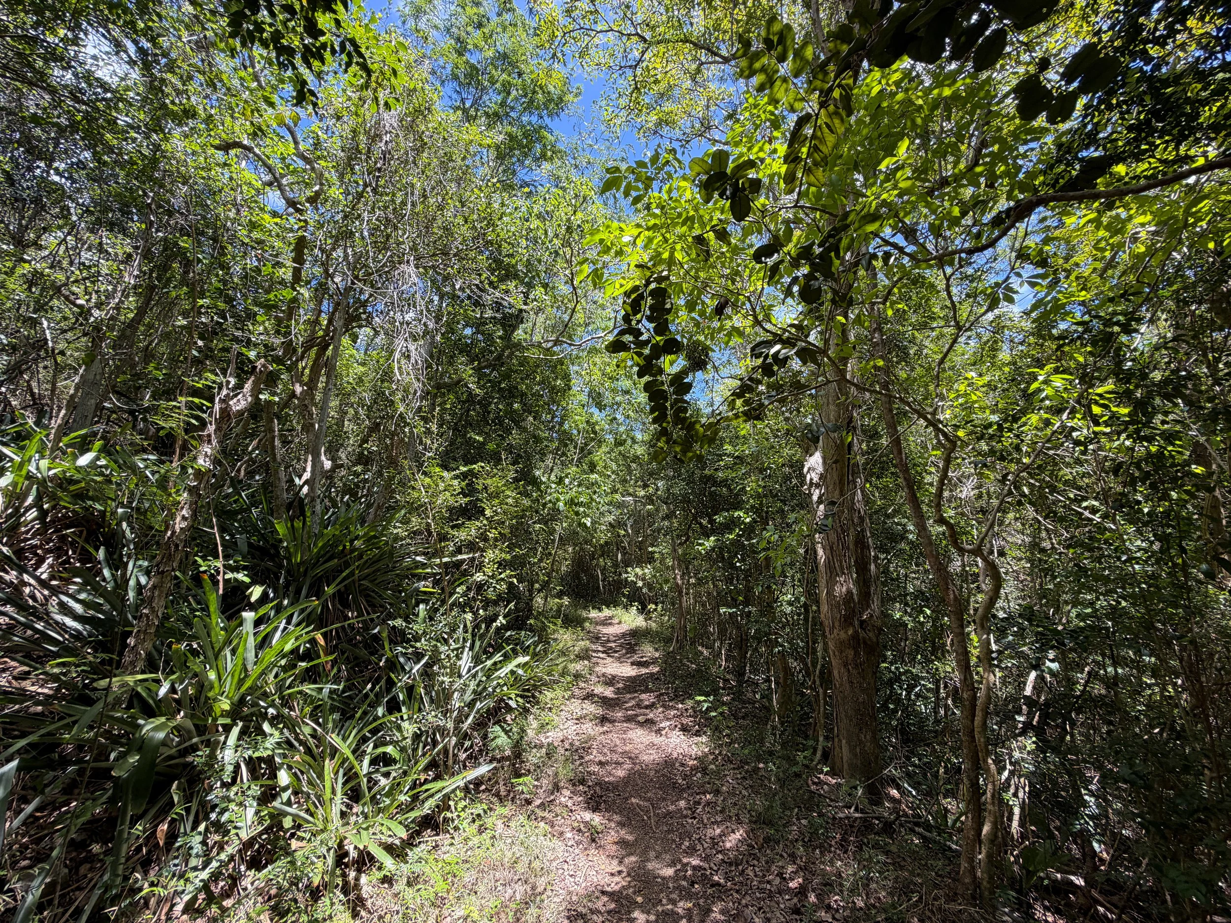 L'Esperance Hike Virgin Islands National Park