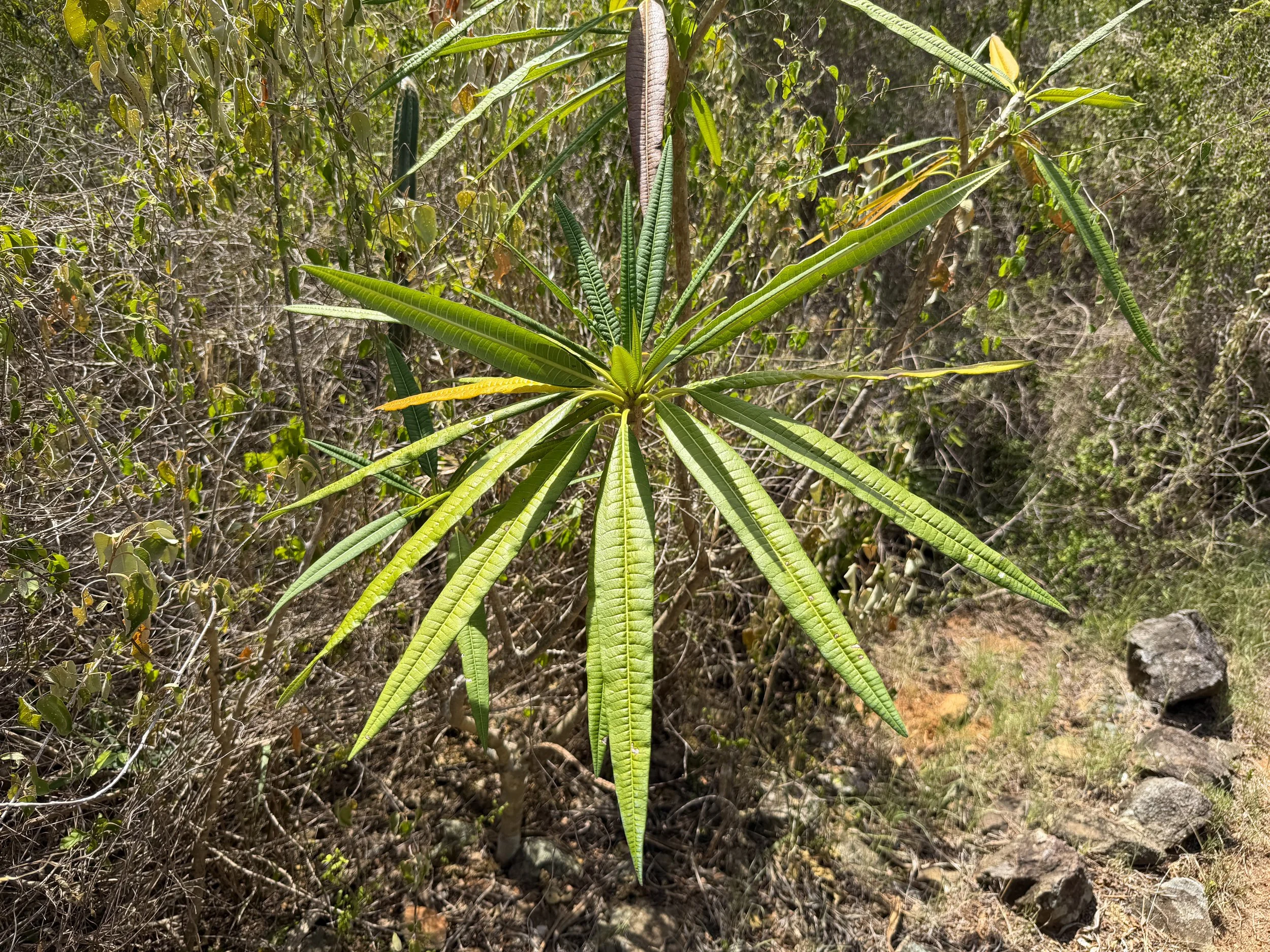 Plumeria alba Virgin Islands National Park