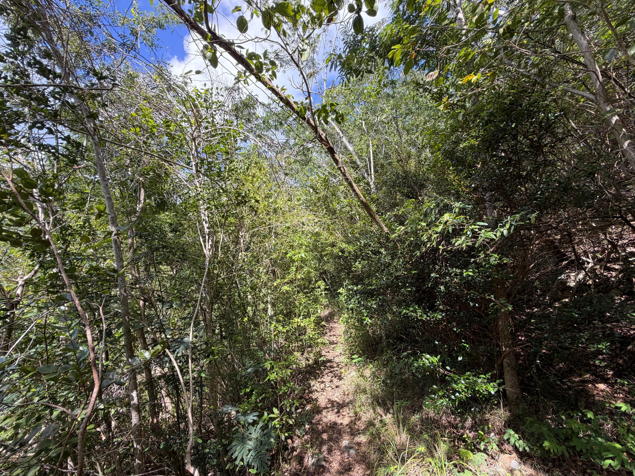 Great Sieben Trail Virgin Islands National Park