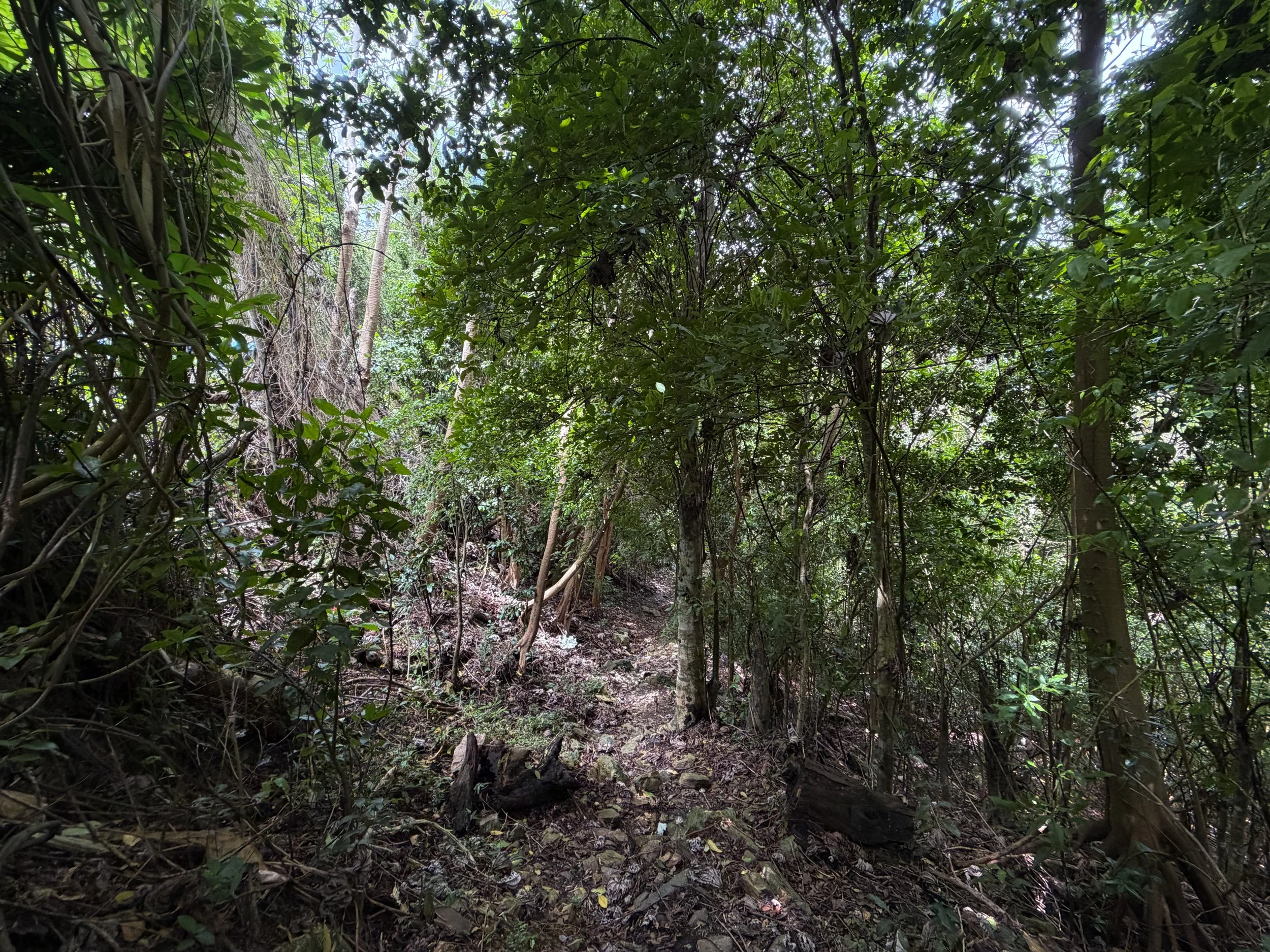 Maria Hope Trail Virgin Islands National Park