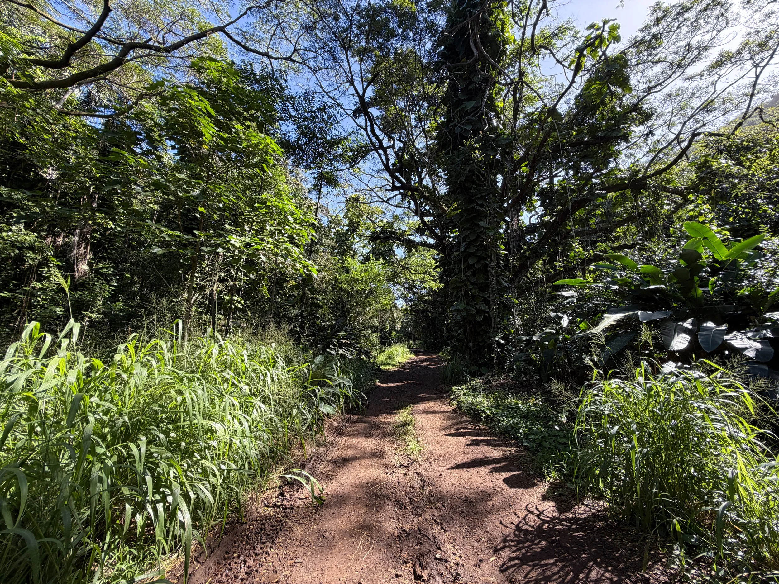 Tripler Ridge Trail via Moanalua Valley Oahu Hawaii