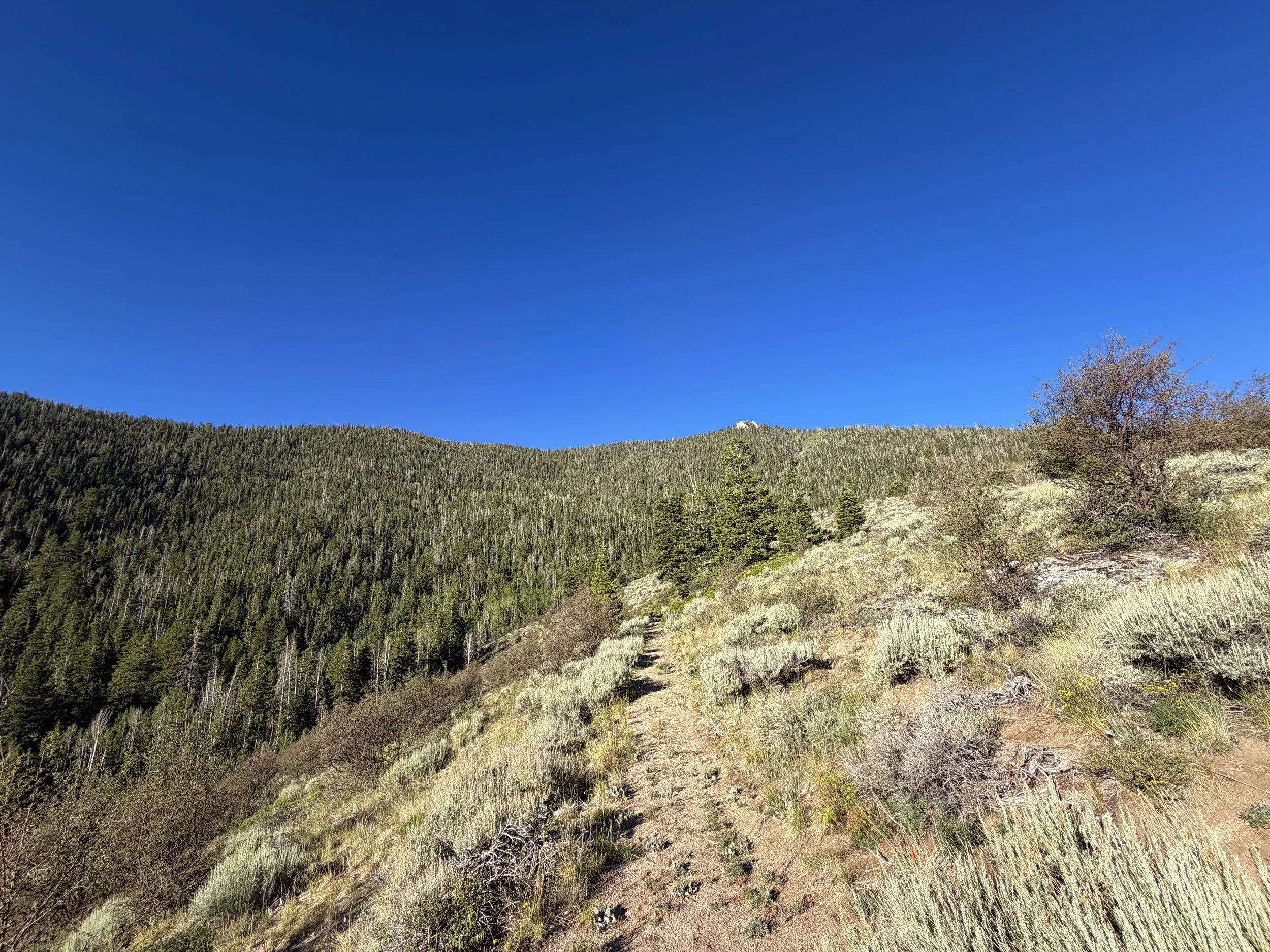 Snake Divide Trail Great Basin National Park Nevada