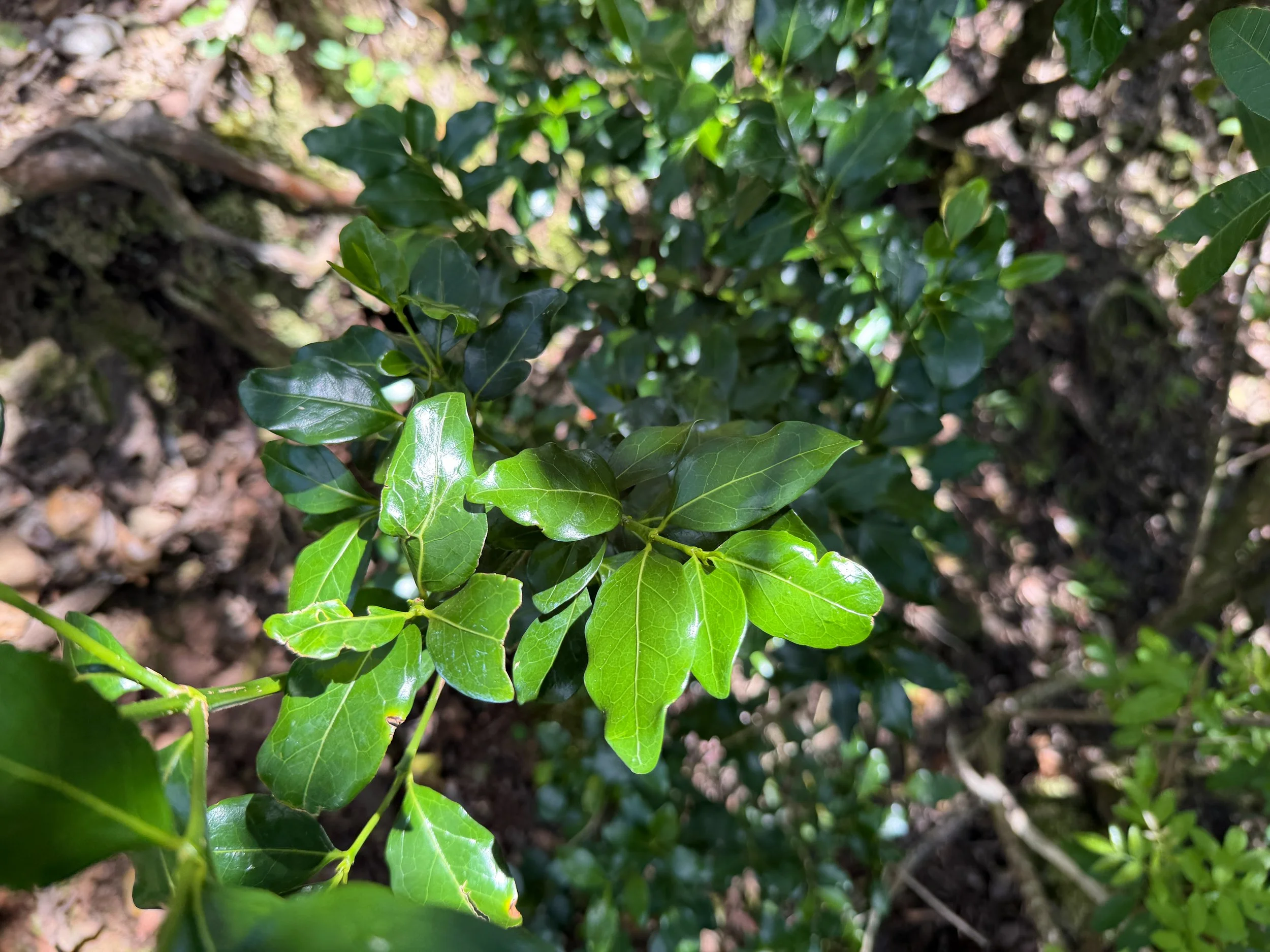 Alahee Psydrax odorata