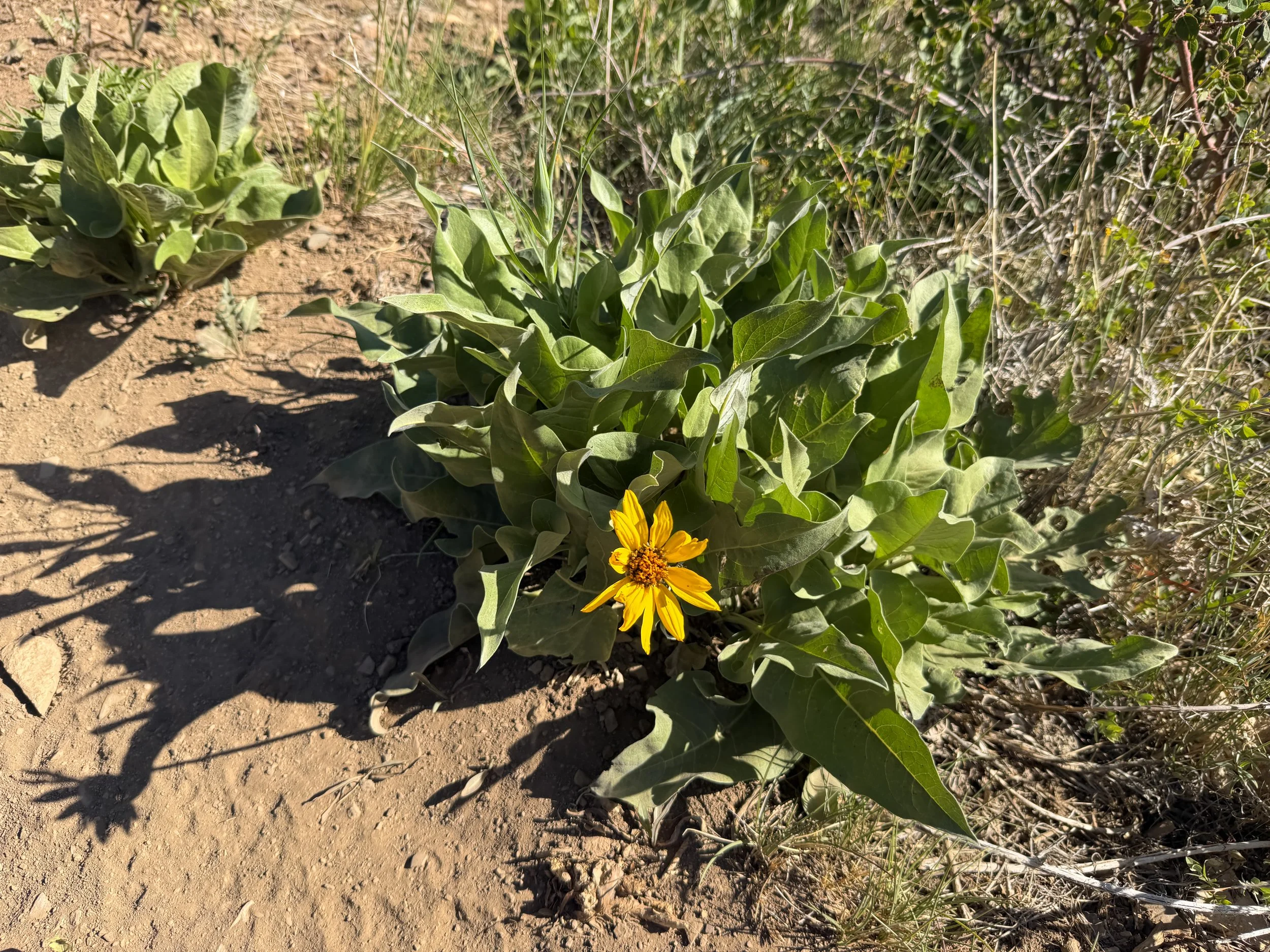 Arrowleaf Balsamroot Balsamorhiza sagittata