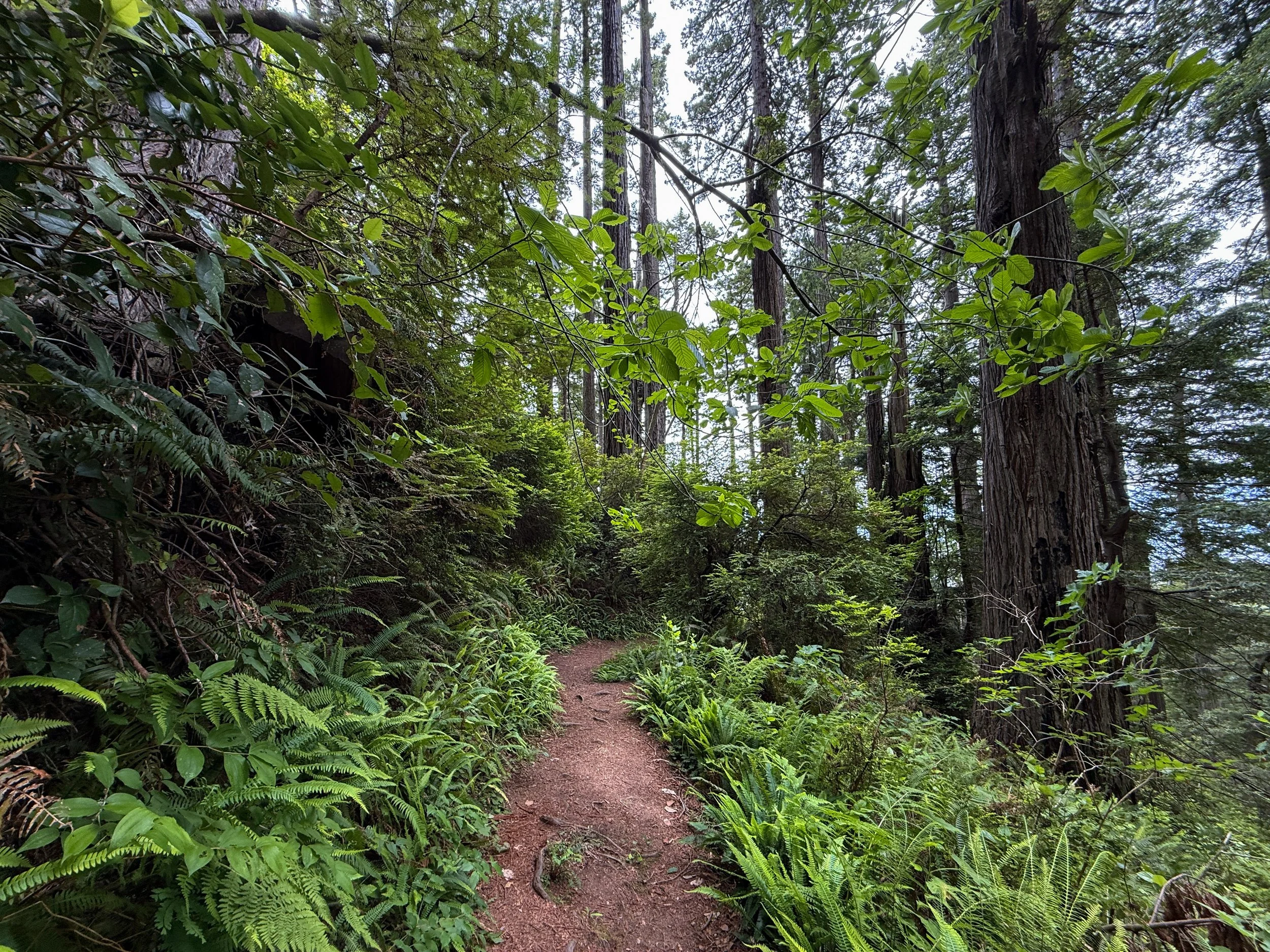 Damnation Creek Trail Del Norte Coast Redwoods State Park California
