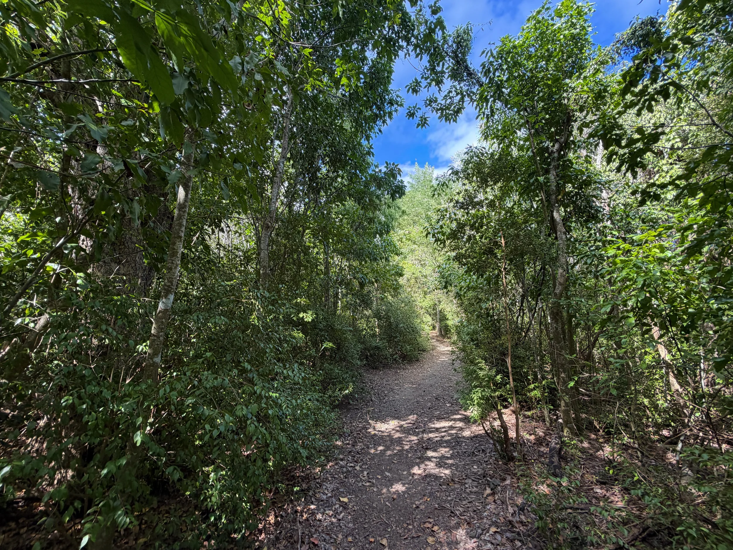 Brown Bay Trail Virgin Islands National Park
