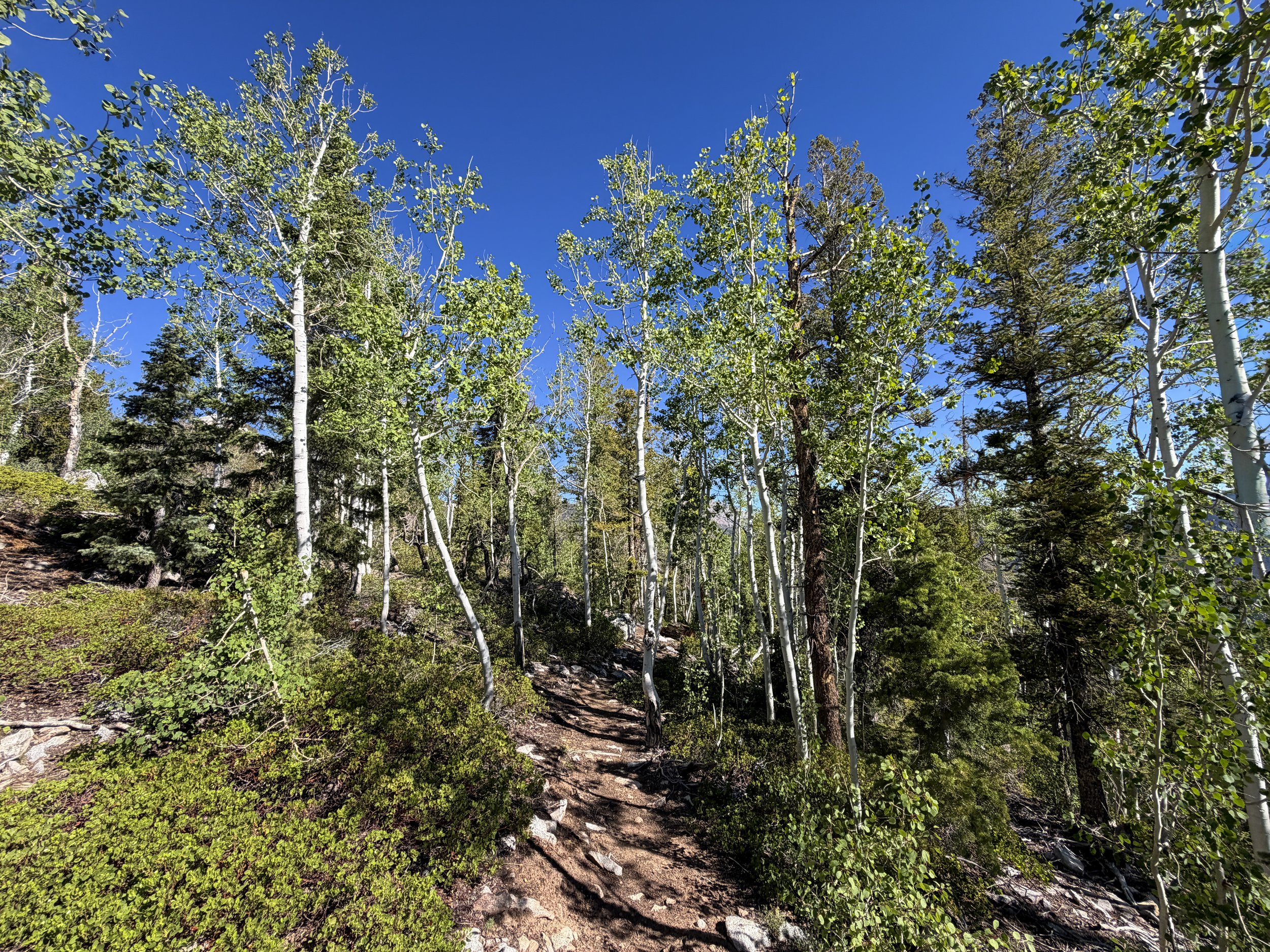 Snake Divide Trail to Magic Grove Great Basin National Park Nevada