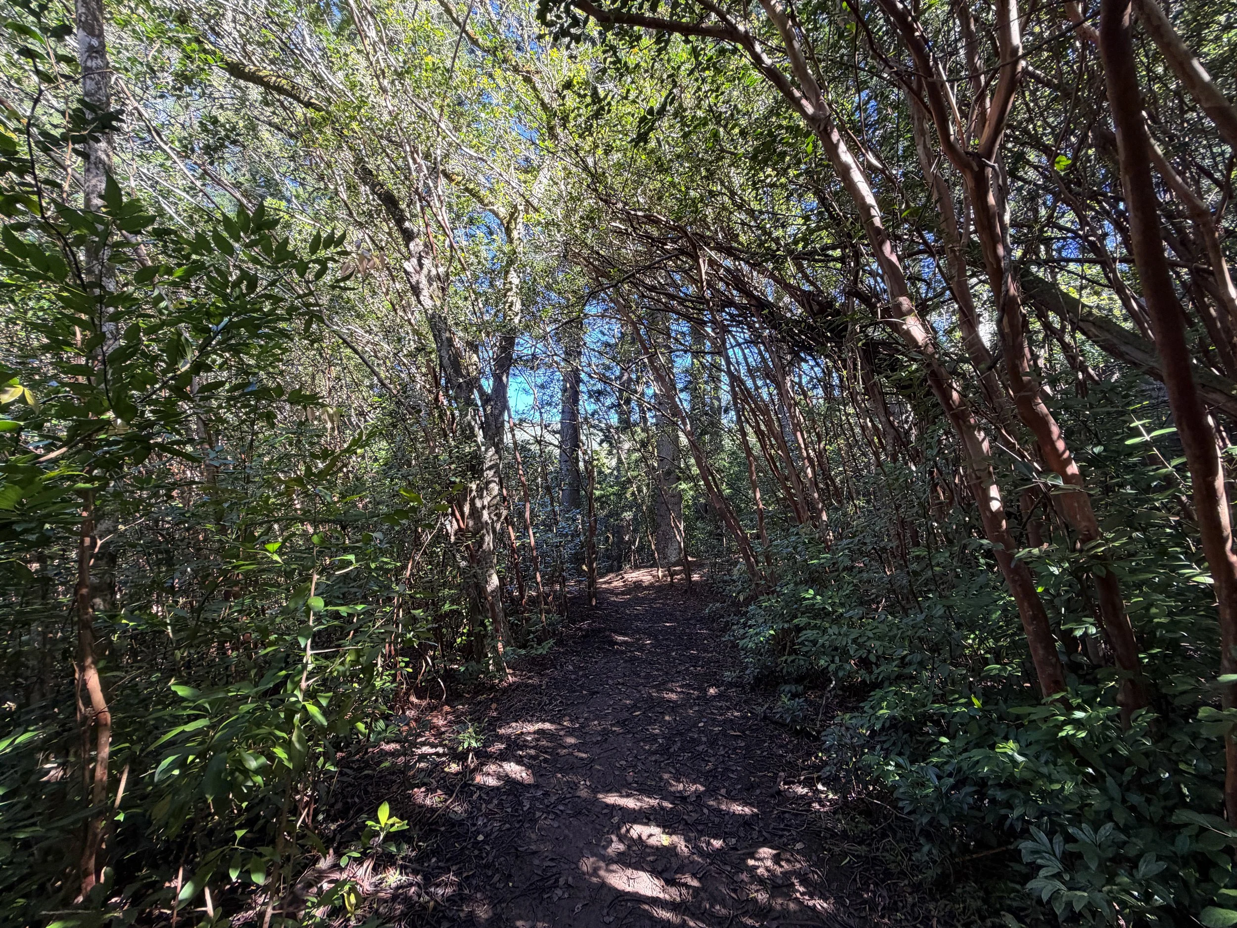 Judd Trail Oahu Hawaii