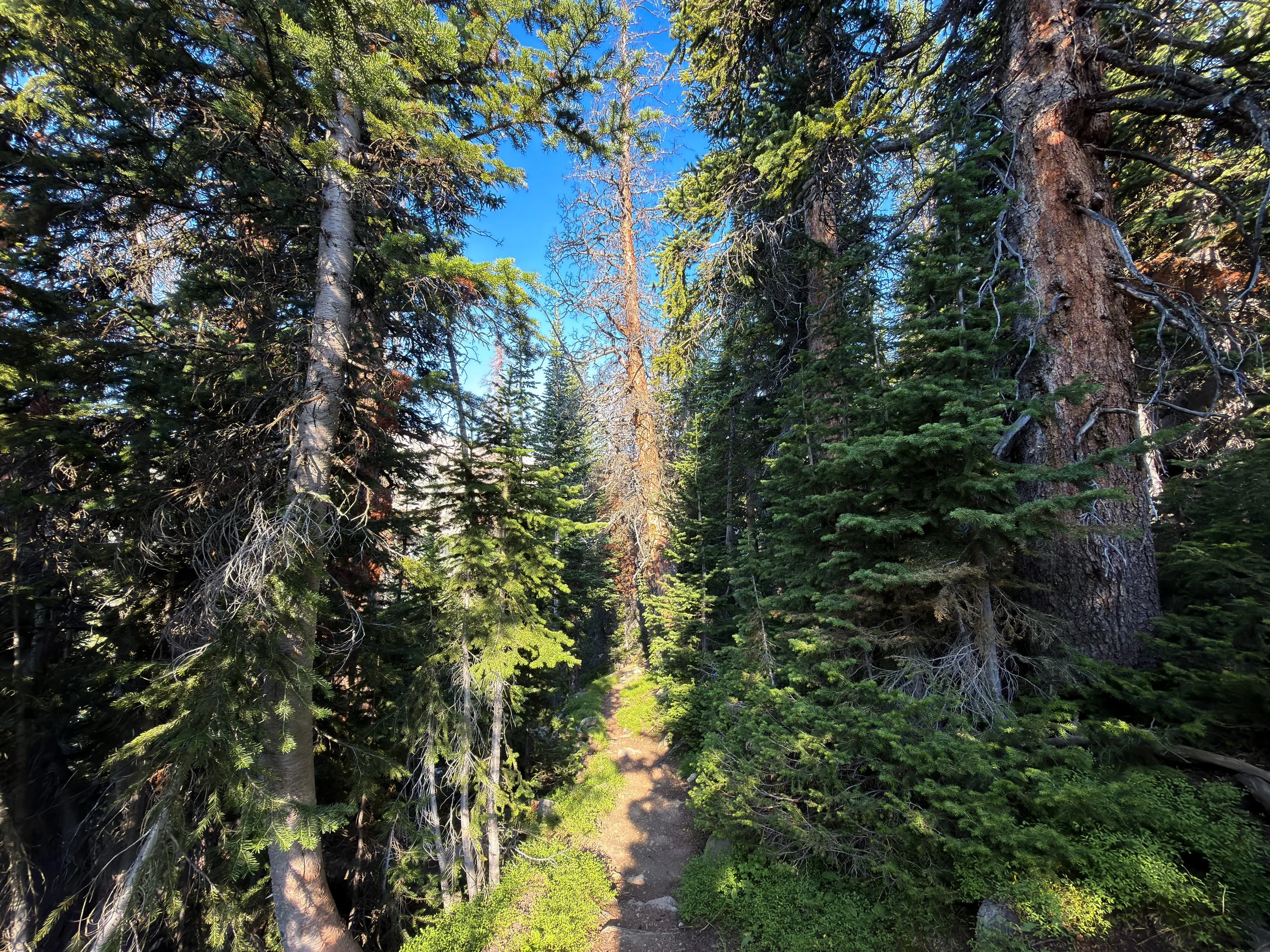 Beaten Path Trail Beartooth Mountains Montana
