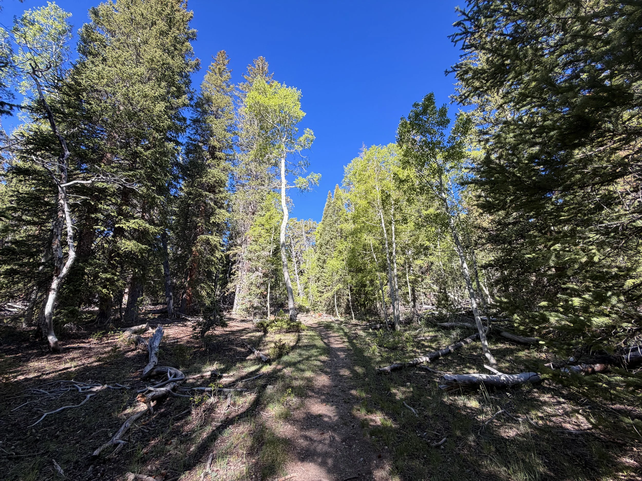 Lehman Creek Trail Great Basin National Park Nevada
