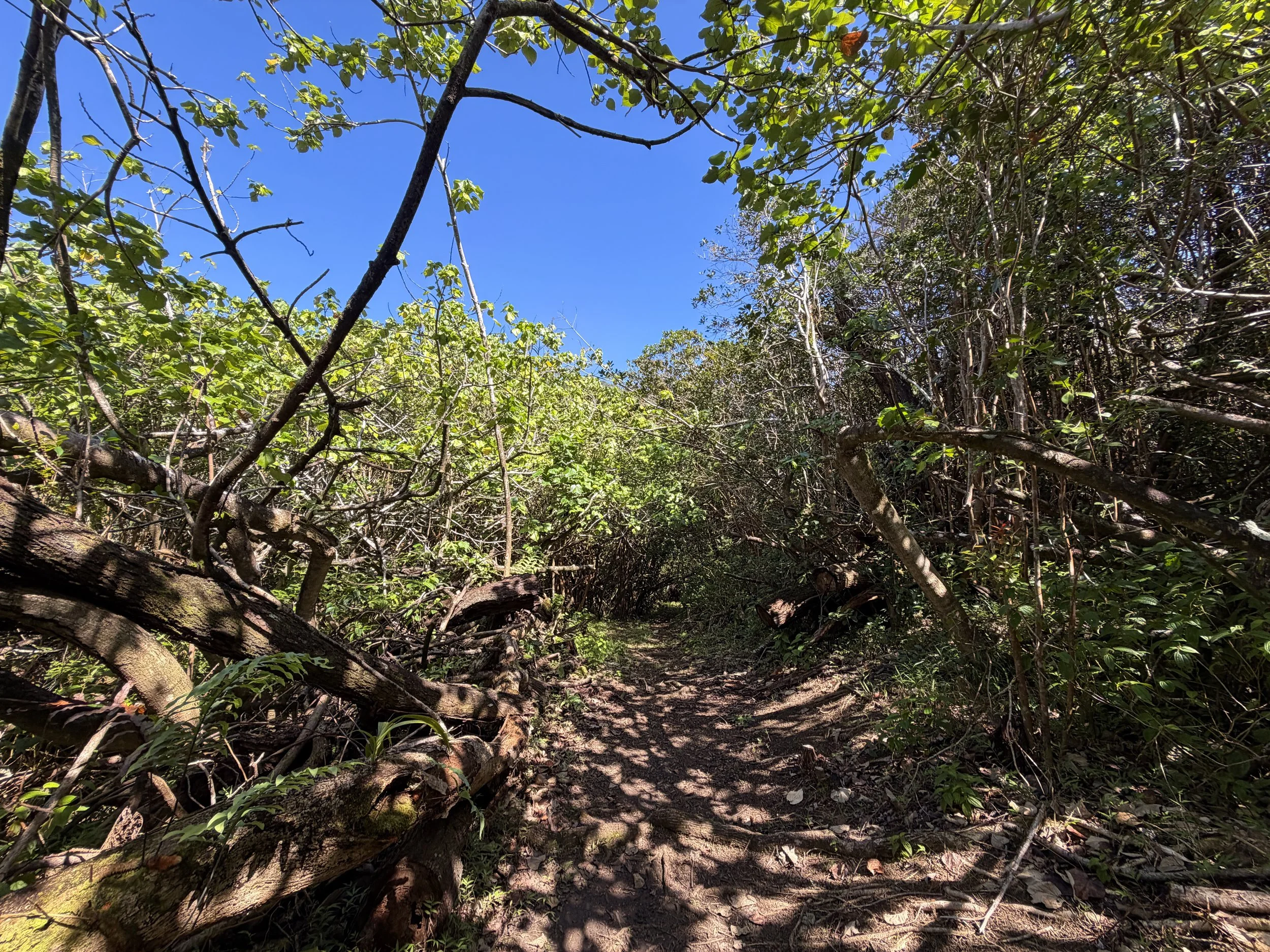 Kulanaahane Trail Oahu Hawaii