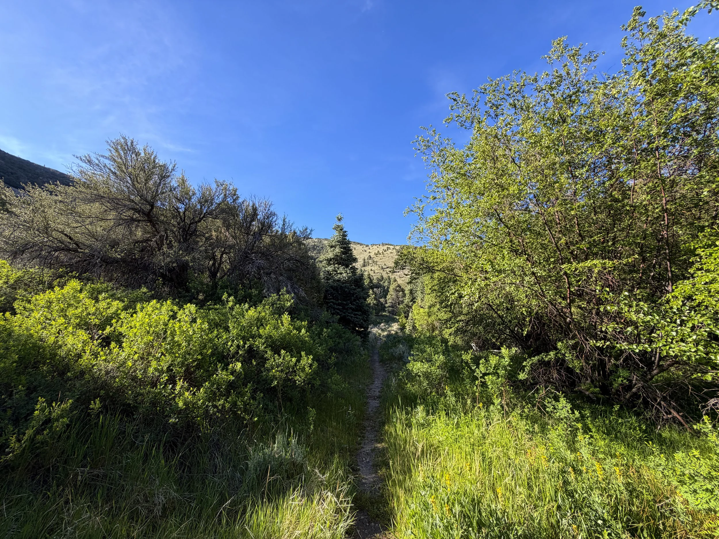 Pole Canyon Loop Trail Great Basin National Park Nevada