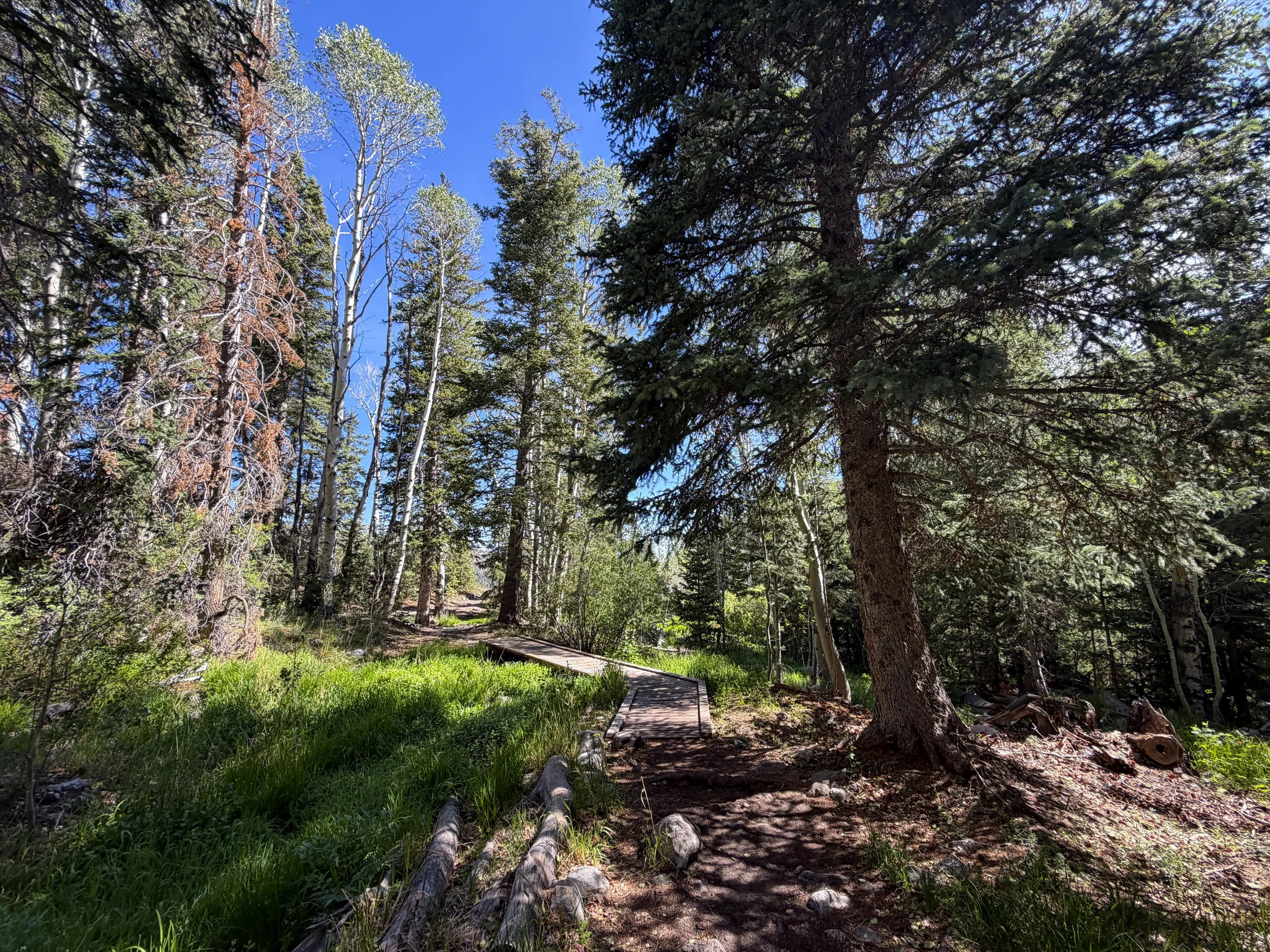 Pole Canyon Trail Great Basin National Park Nevada