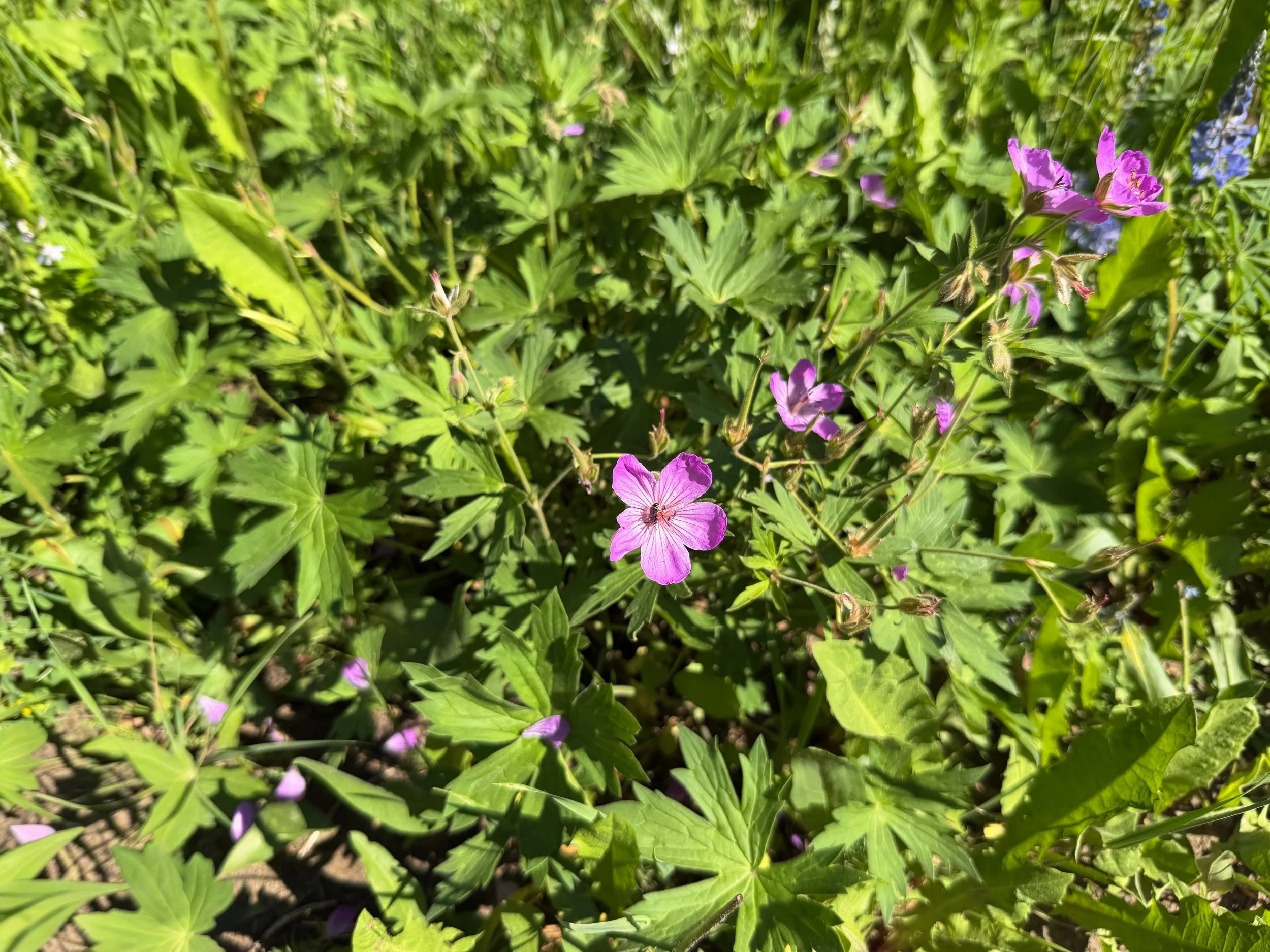 Sticky Purple Geranium viscosissimum