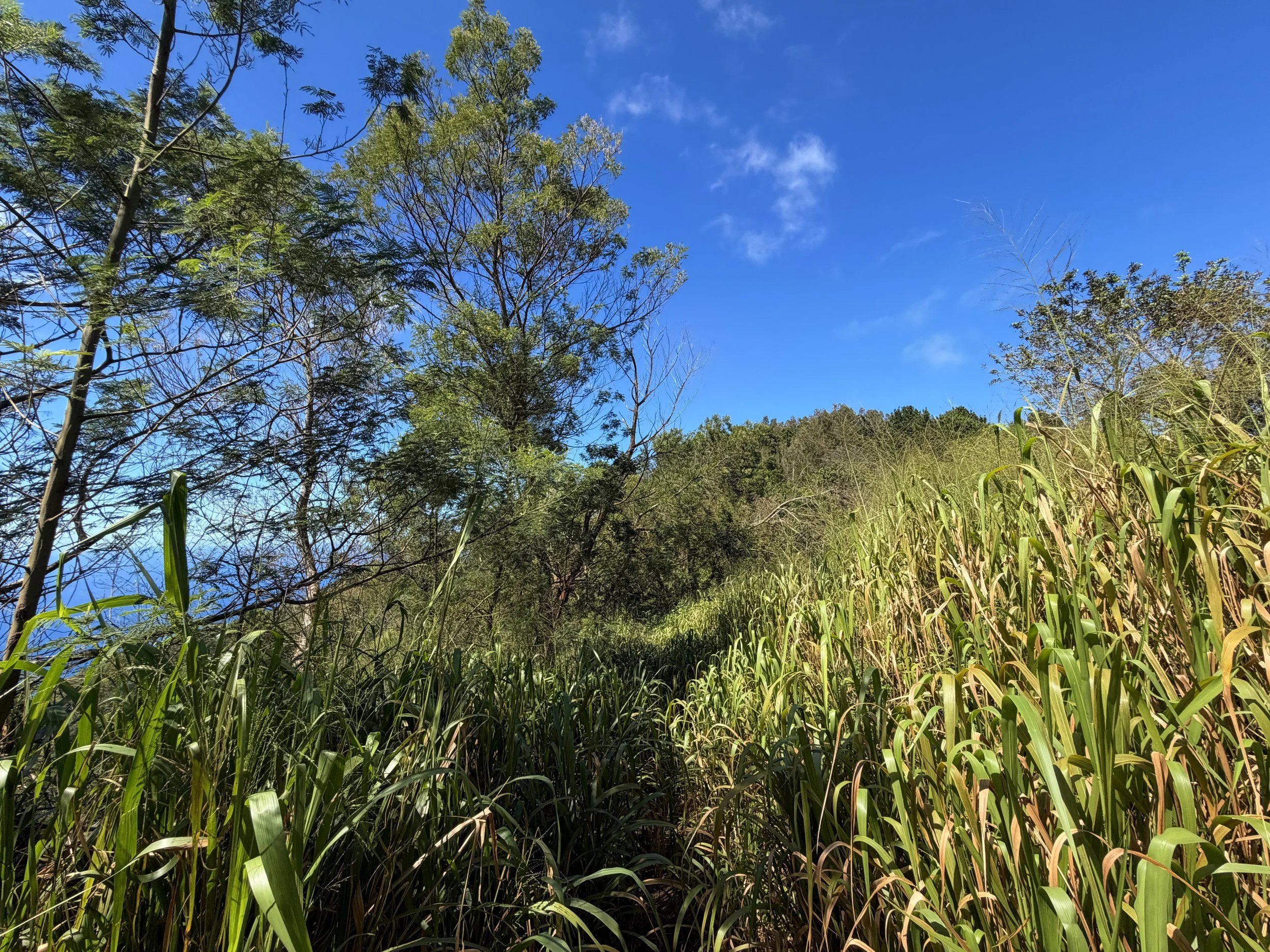Kuaokala Trail Oahu Hawaii