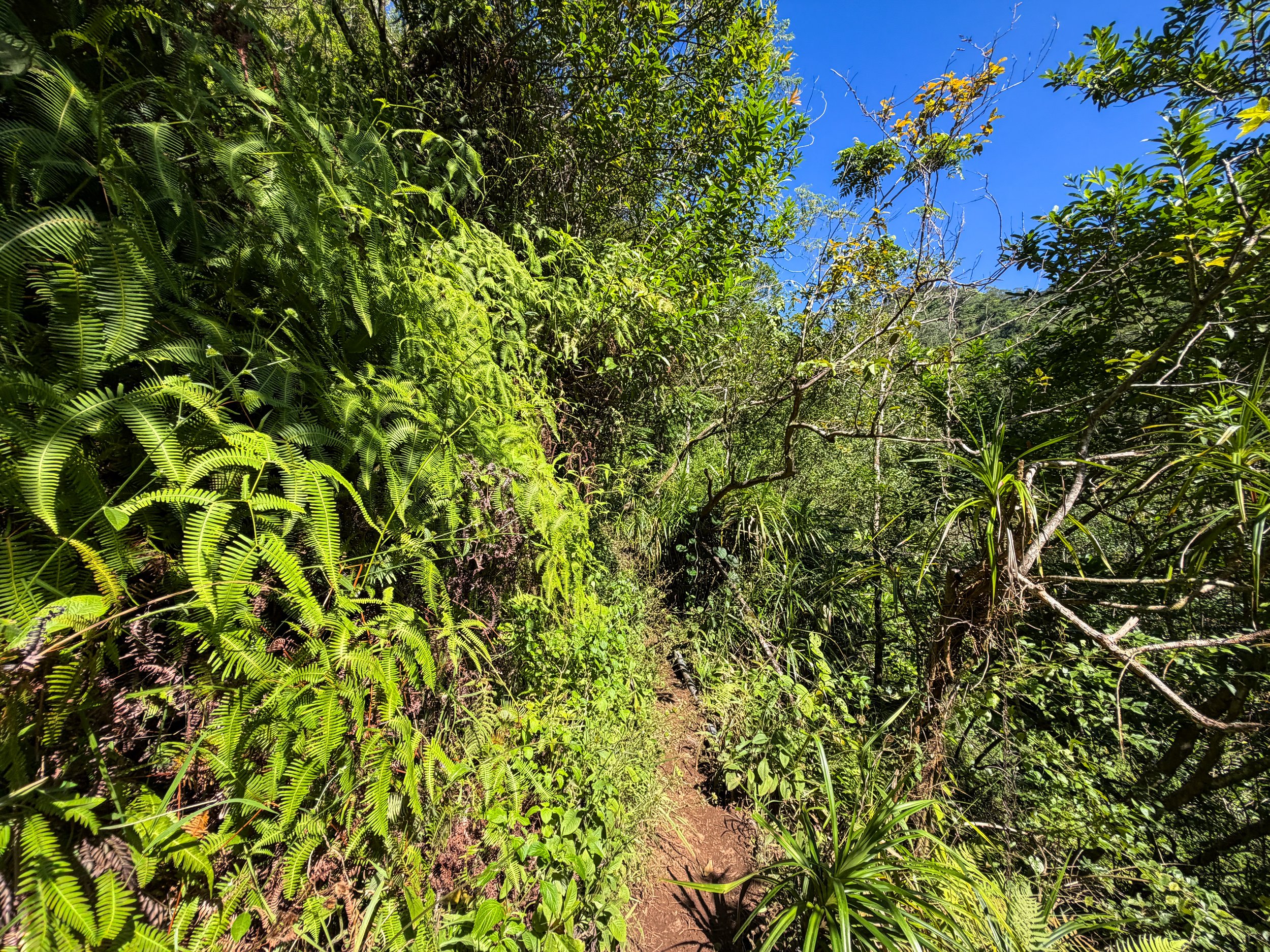 Kaau Crater Hike Oahu Hawaii