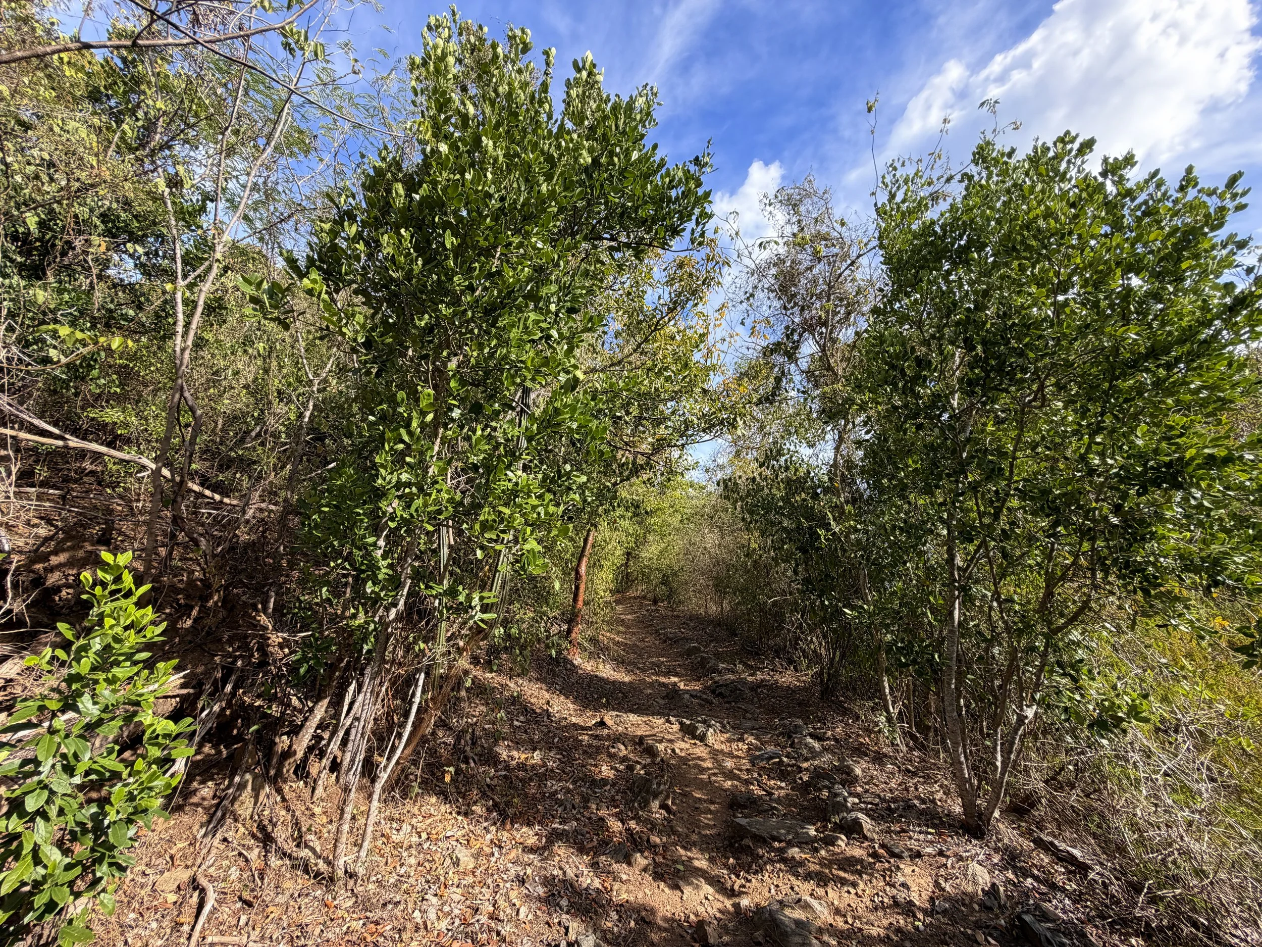 Brown Bay Trail Virgin Islands National Park