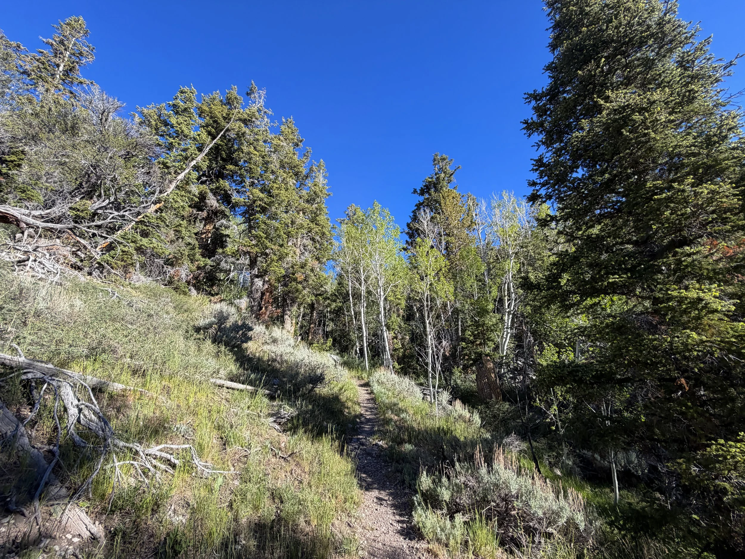 Lehman Creek Trail Great Basin National Park Nevada