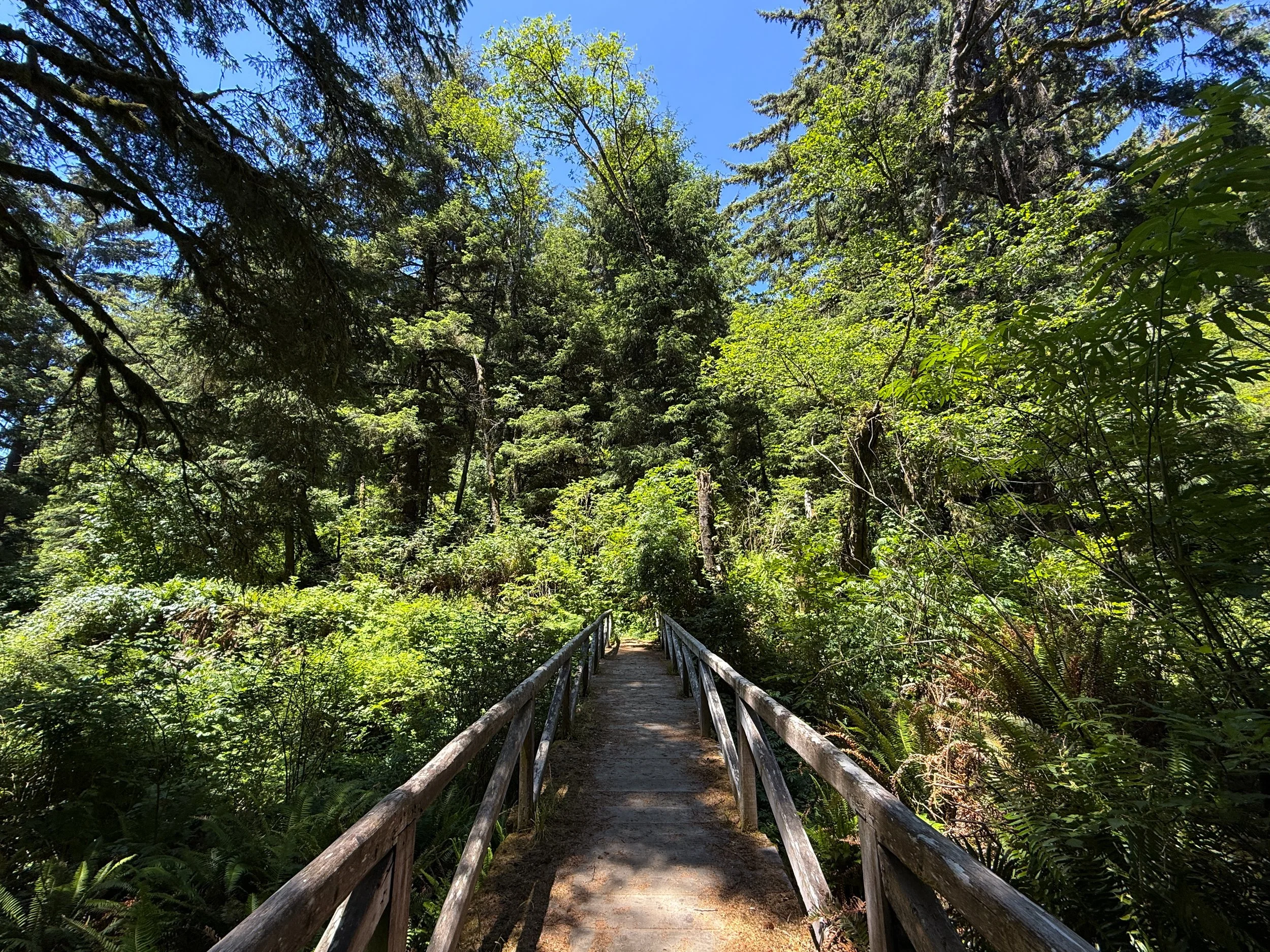 Ossagon Hike Prairie Creek Redwoods State Park California