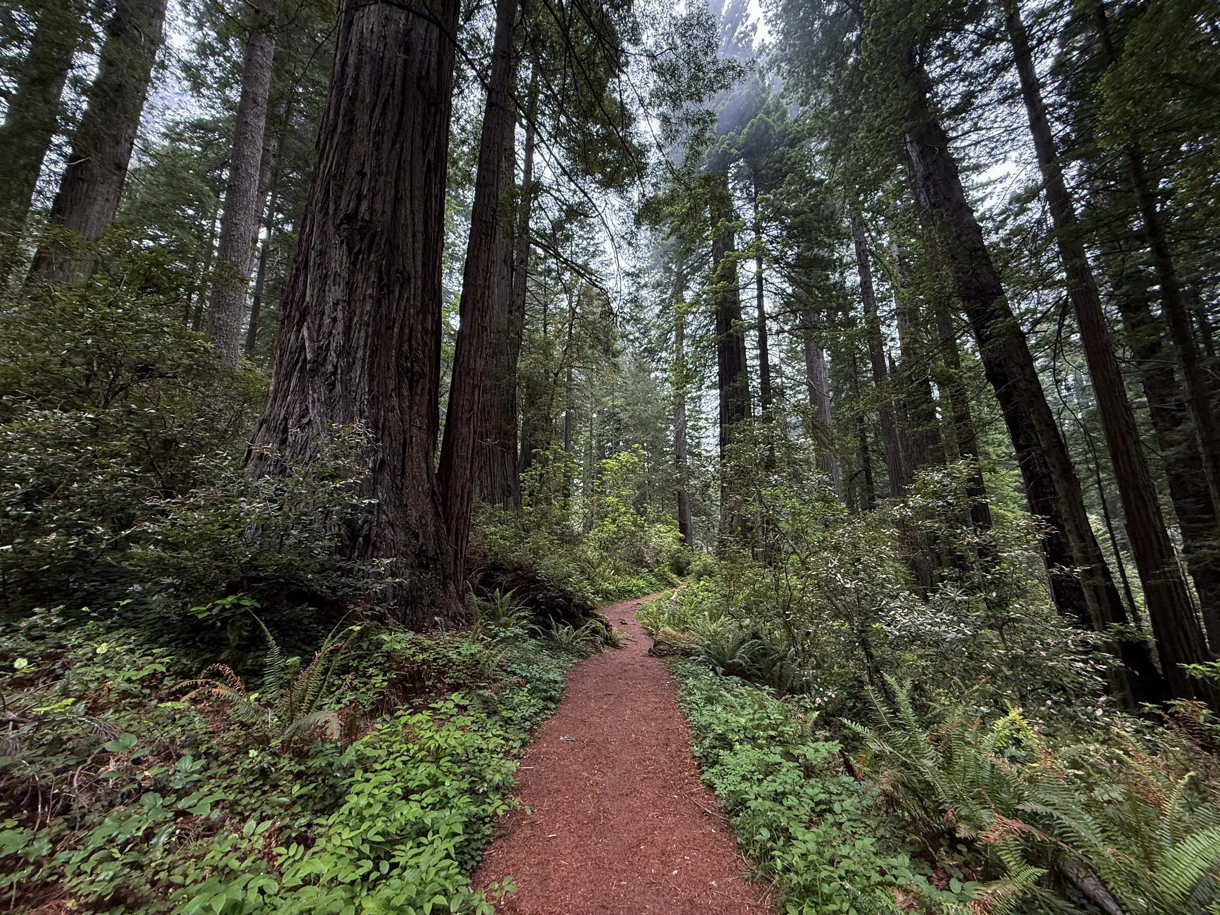 Damnation Creek Trail Del Norte Coast Redwoods State Park California