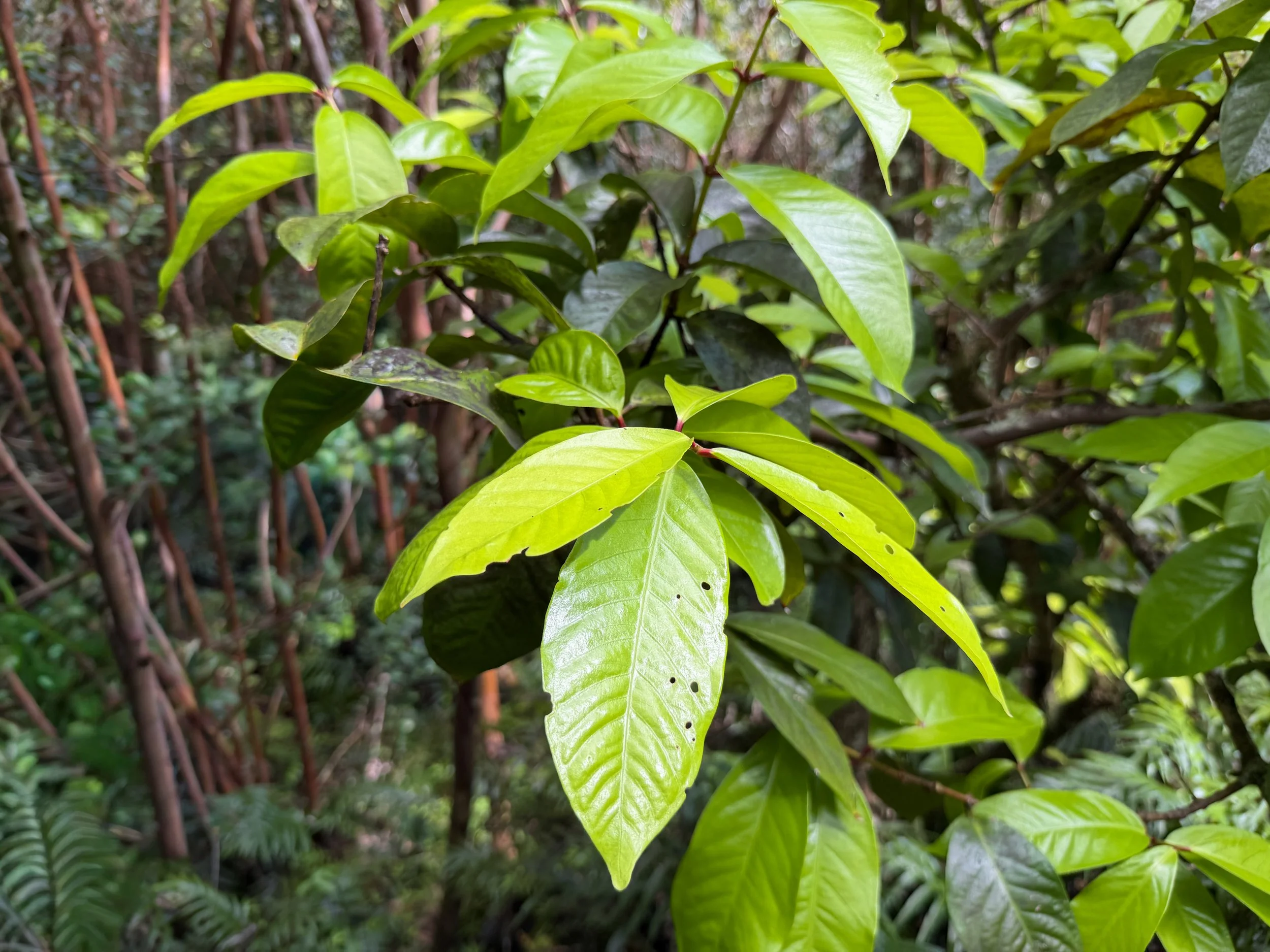 Mountain Apple Syzygium malaccense