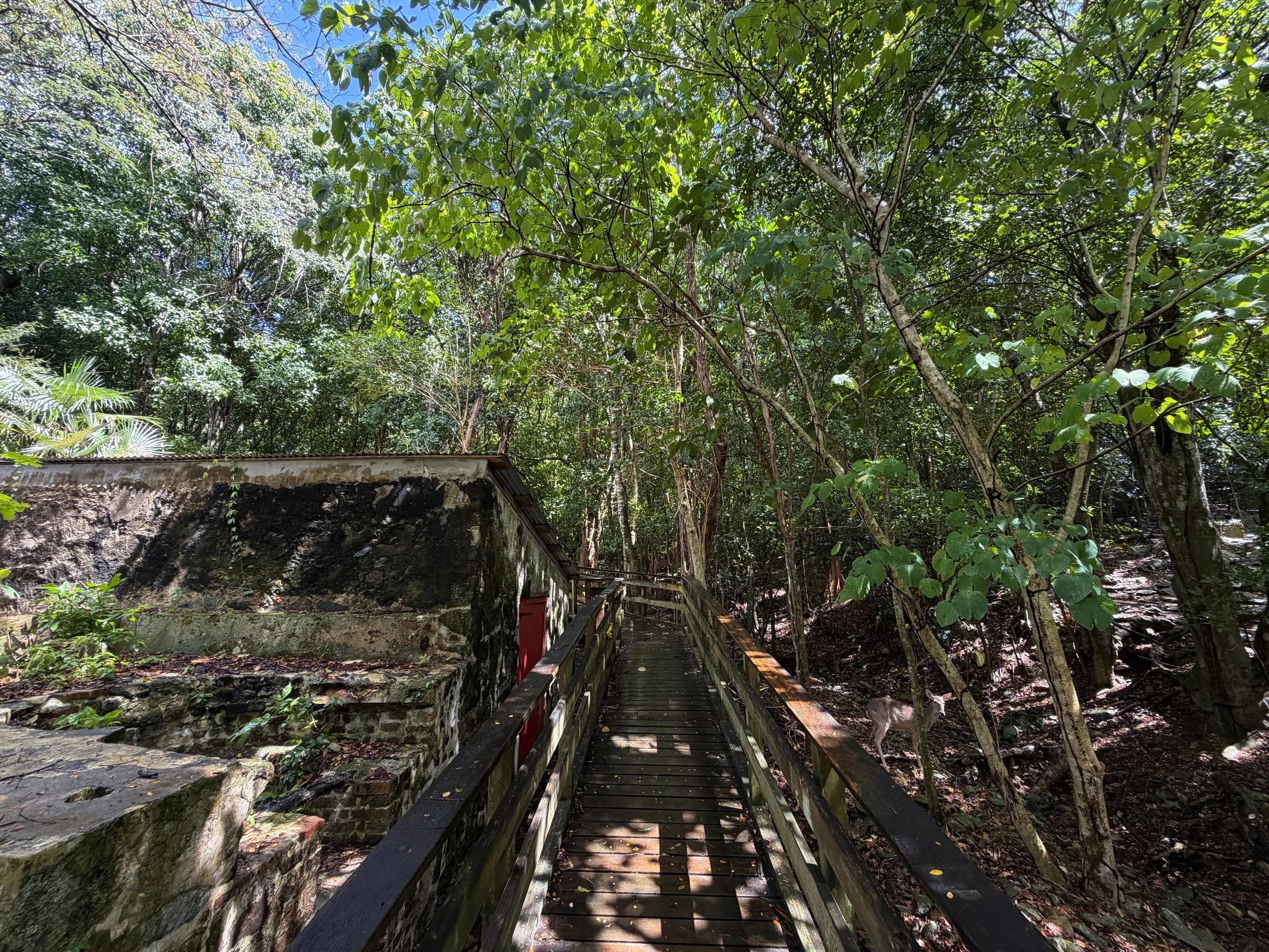 Cinnamon Bay Loop Trail Virgin Islands National Park