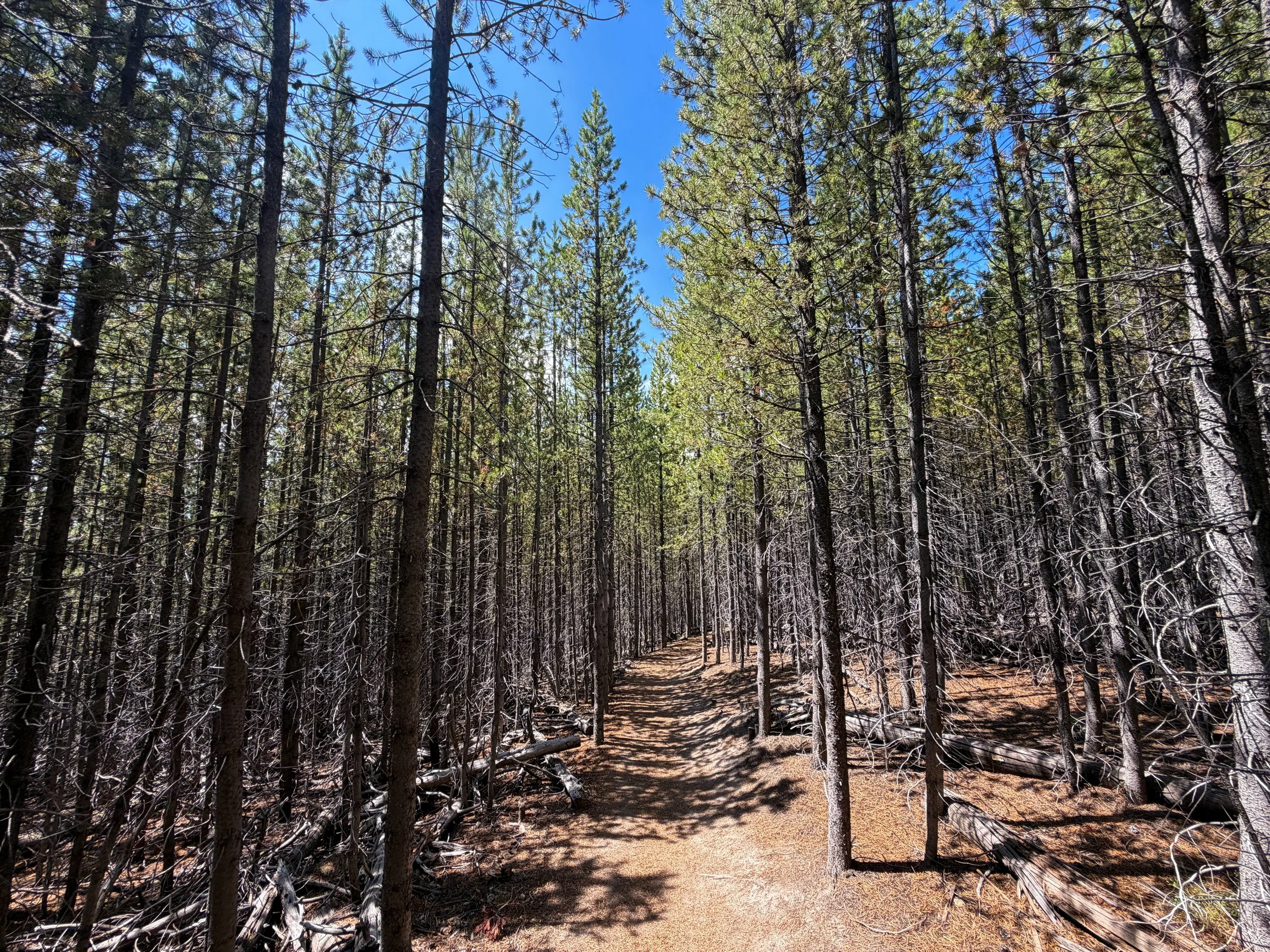 Duck Lake Trail Yellowstone National Park Wyoming