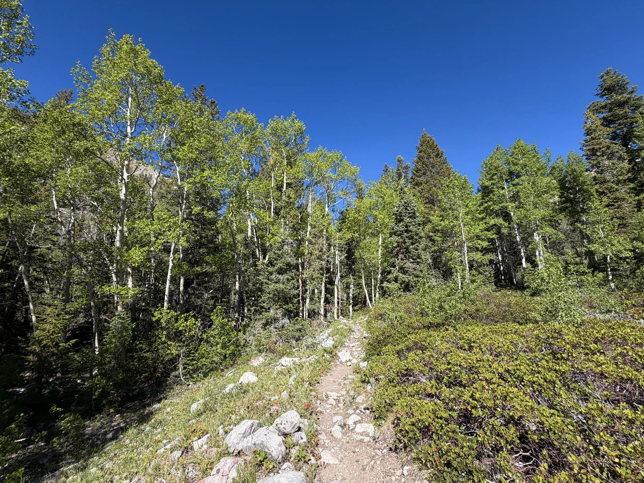Baker Lake Trail Great Basin National Park Nevada