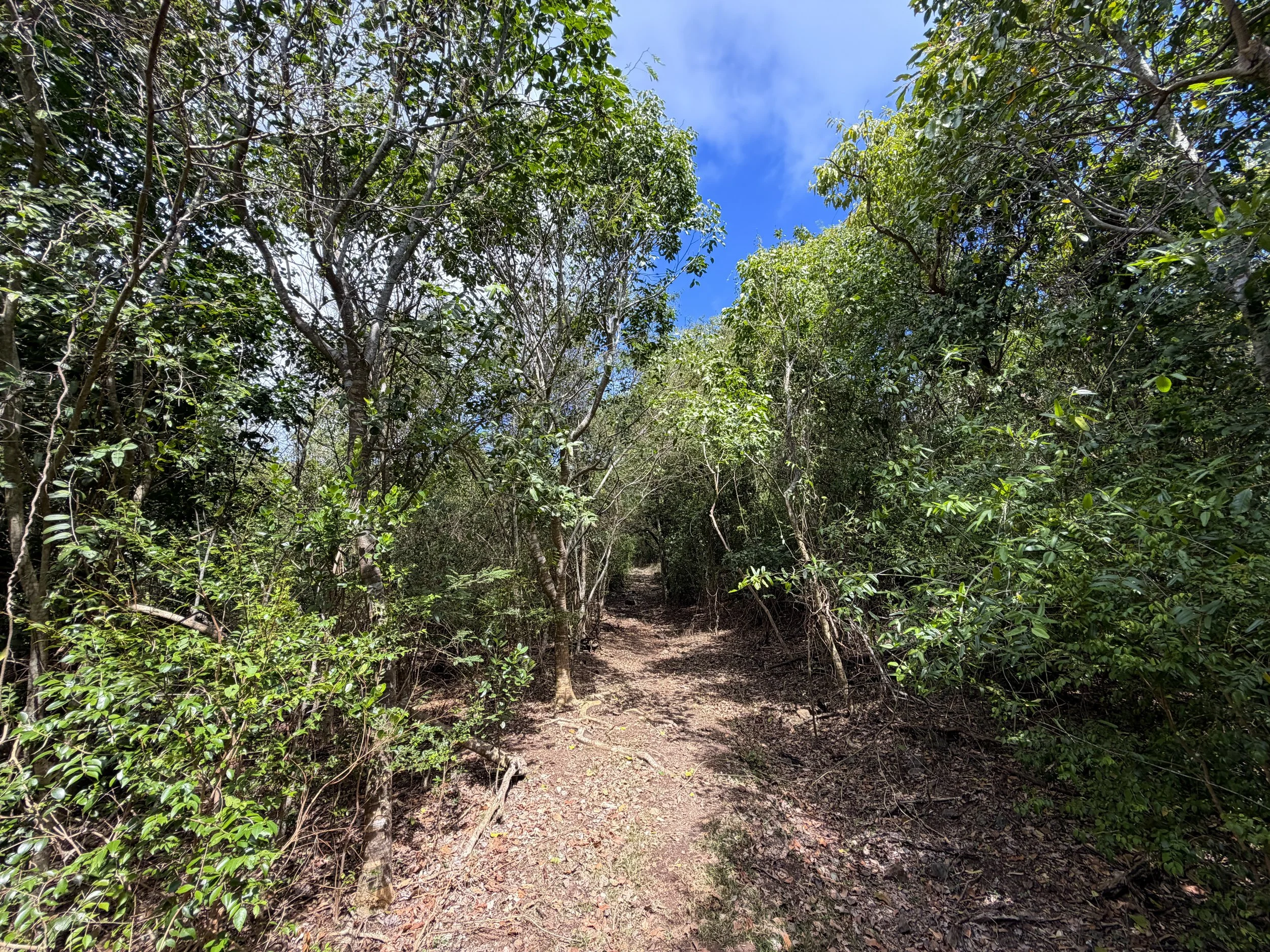 Brown Bay Hike Virgin Islands National Park