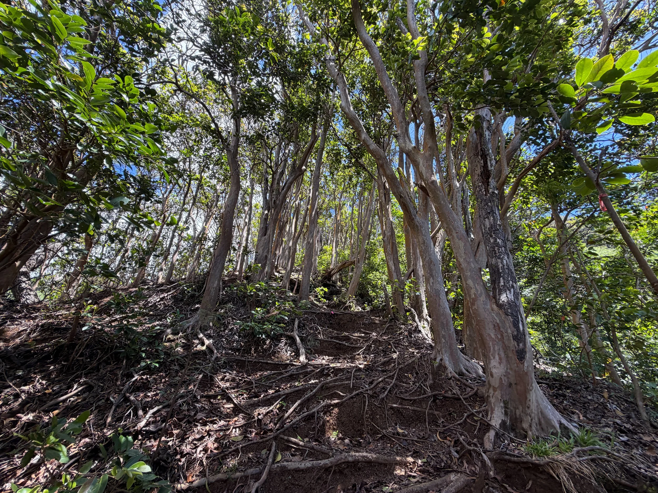 Kamananui Valley to Tripler Ridge Trail Oahu Hawaii