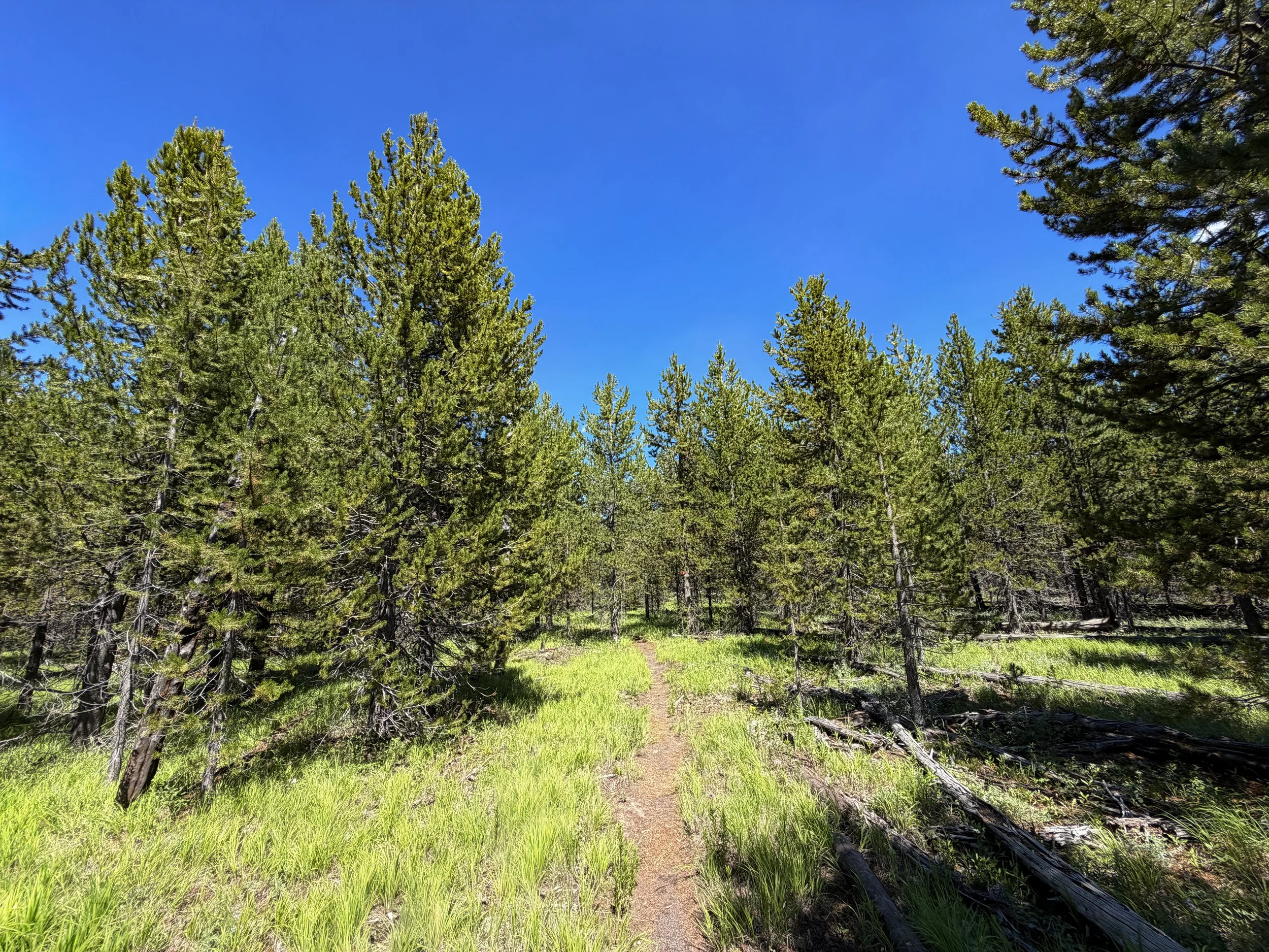 Fern Cascade Loop Hike Yellowstone National Park Wyoming