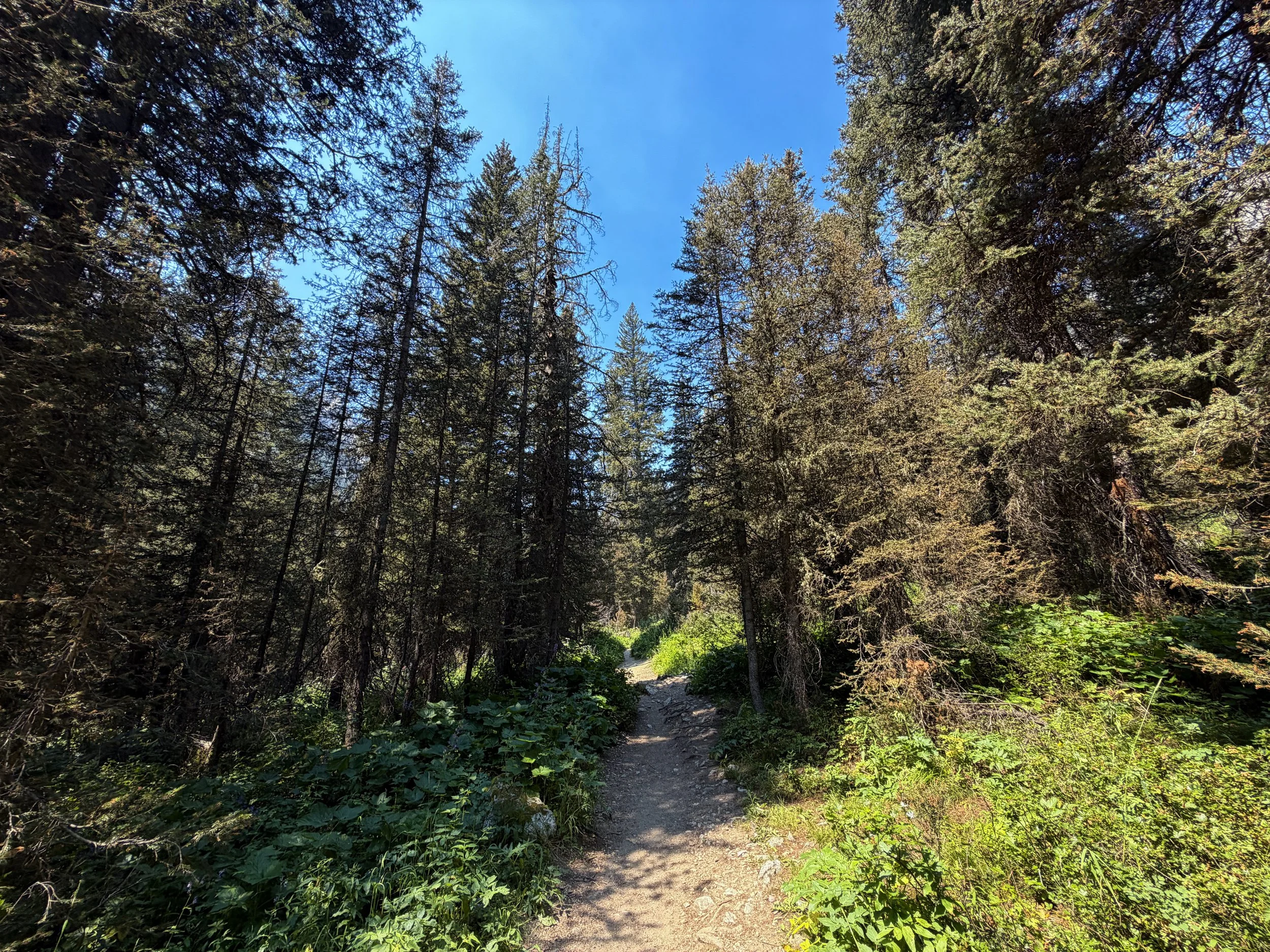 Cascade Canyon Trail to Teton Crest Trail Grand Teton National Park Wyoming
