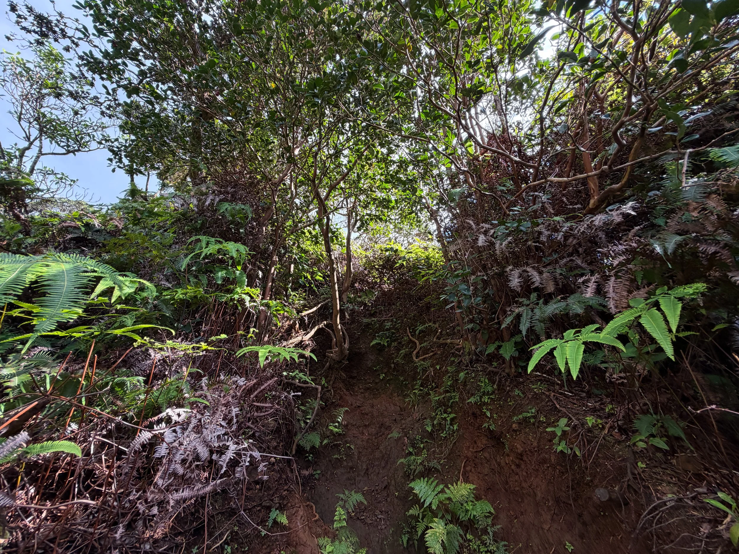 Kaau Crater Trail Oahu Hawaii