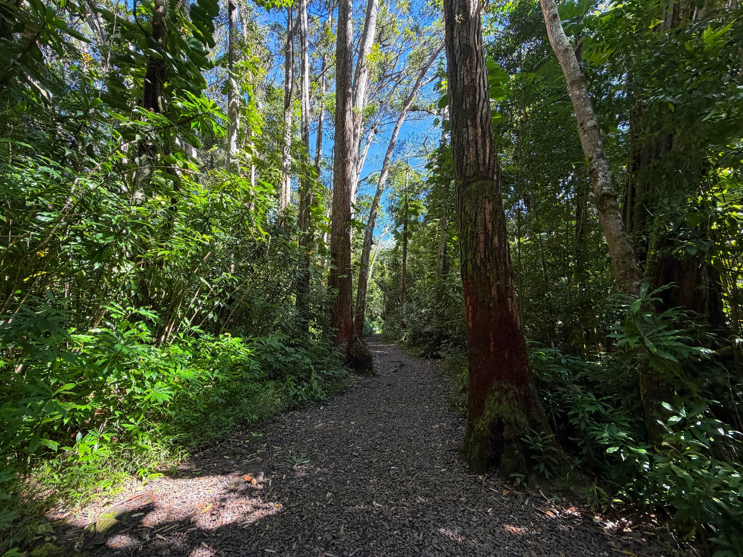 Manoa Falls Trail Oahu Hawaii
