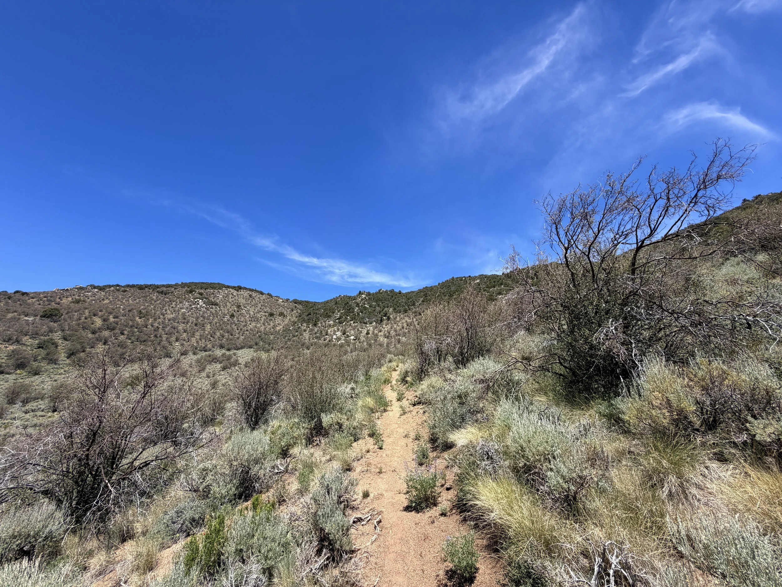 Serviceberry Loop Trail Great Basin National Park Nevada