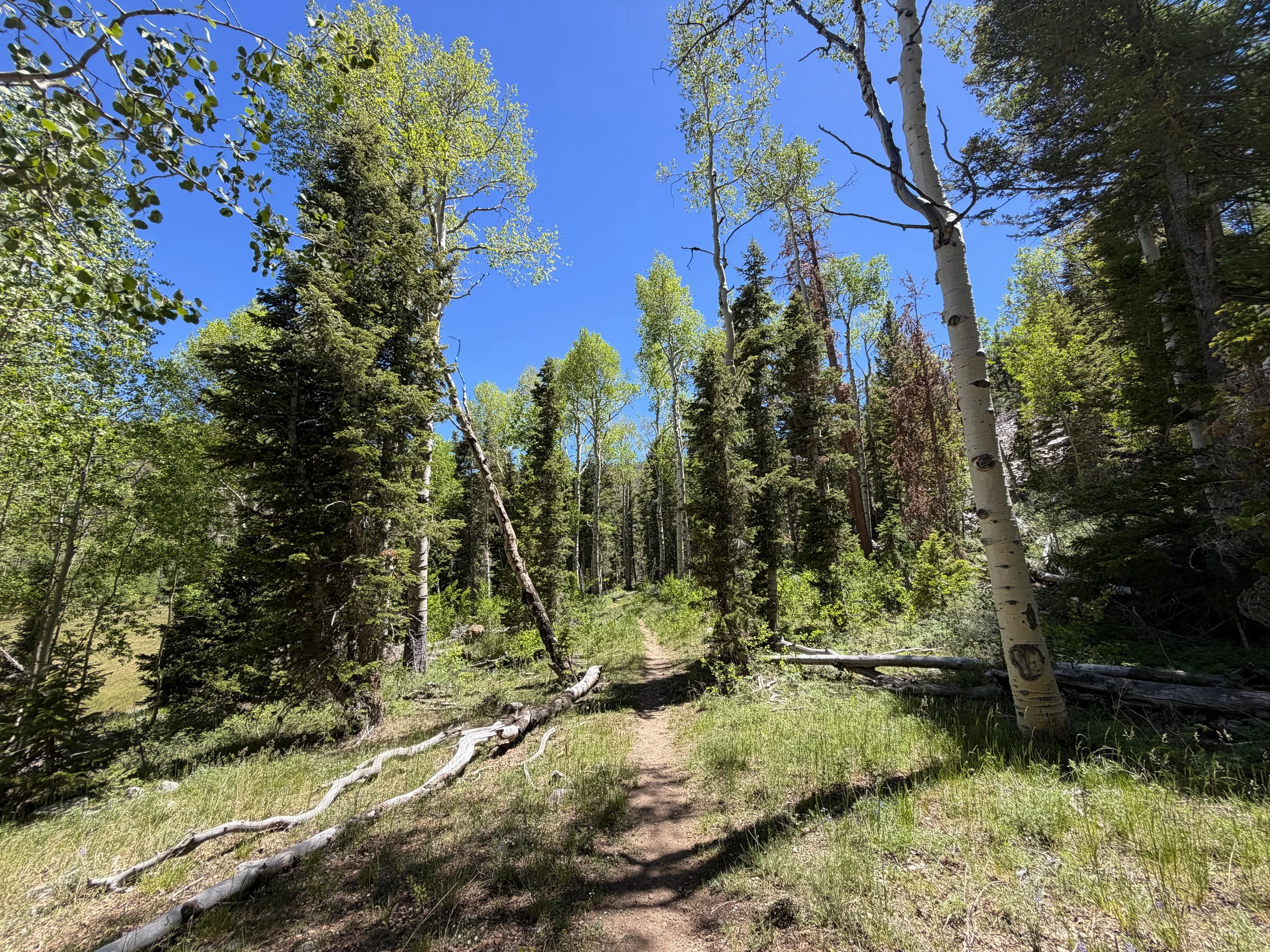 Baker Creek Loop Trail Great Basin National Park Nevada