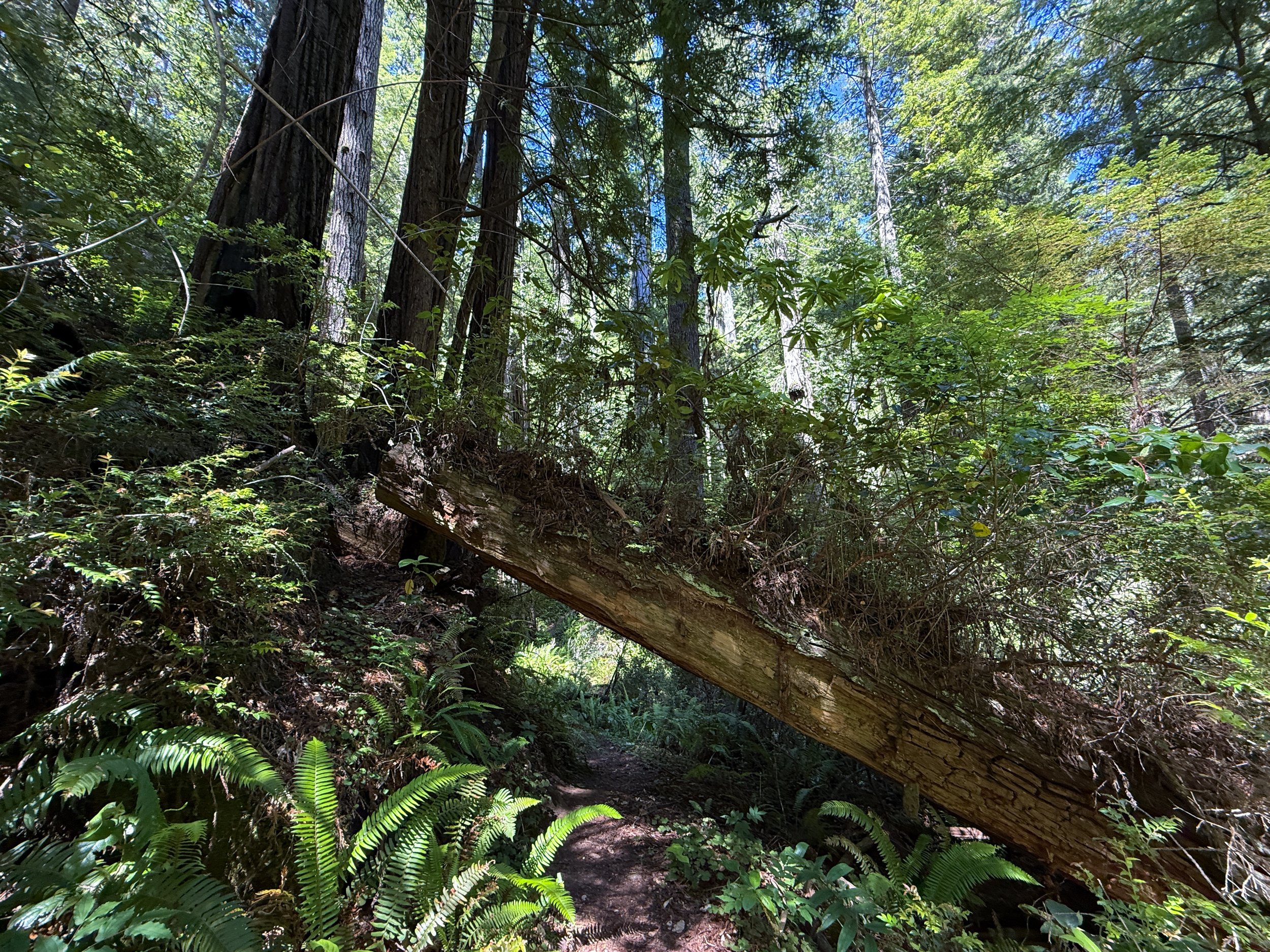 Ten Taypo Trail Prairie Creek Redwoods State Park California