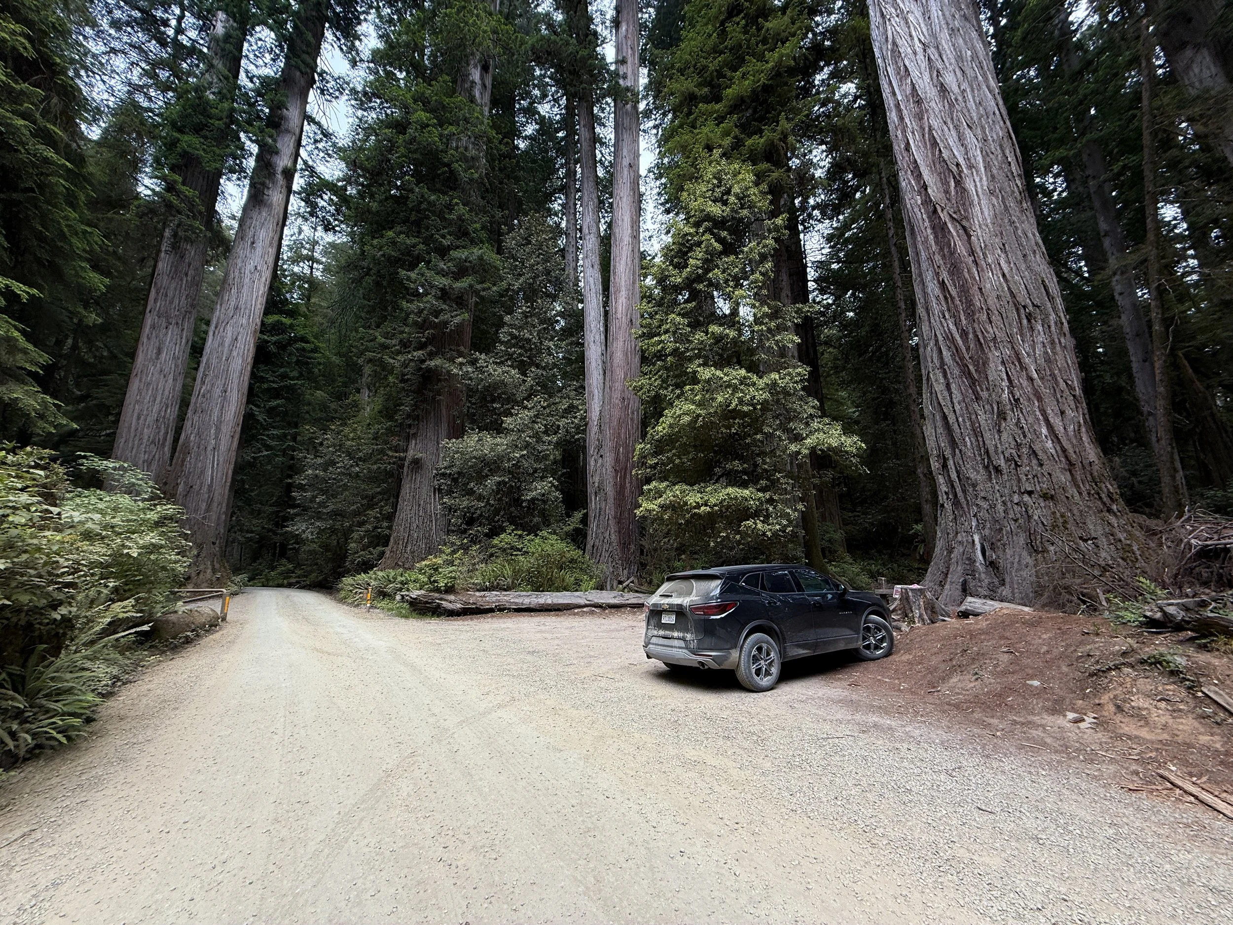 Boy Scout Tree Trailhead Parking Jedediah Smith Redwoods State Park California