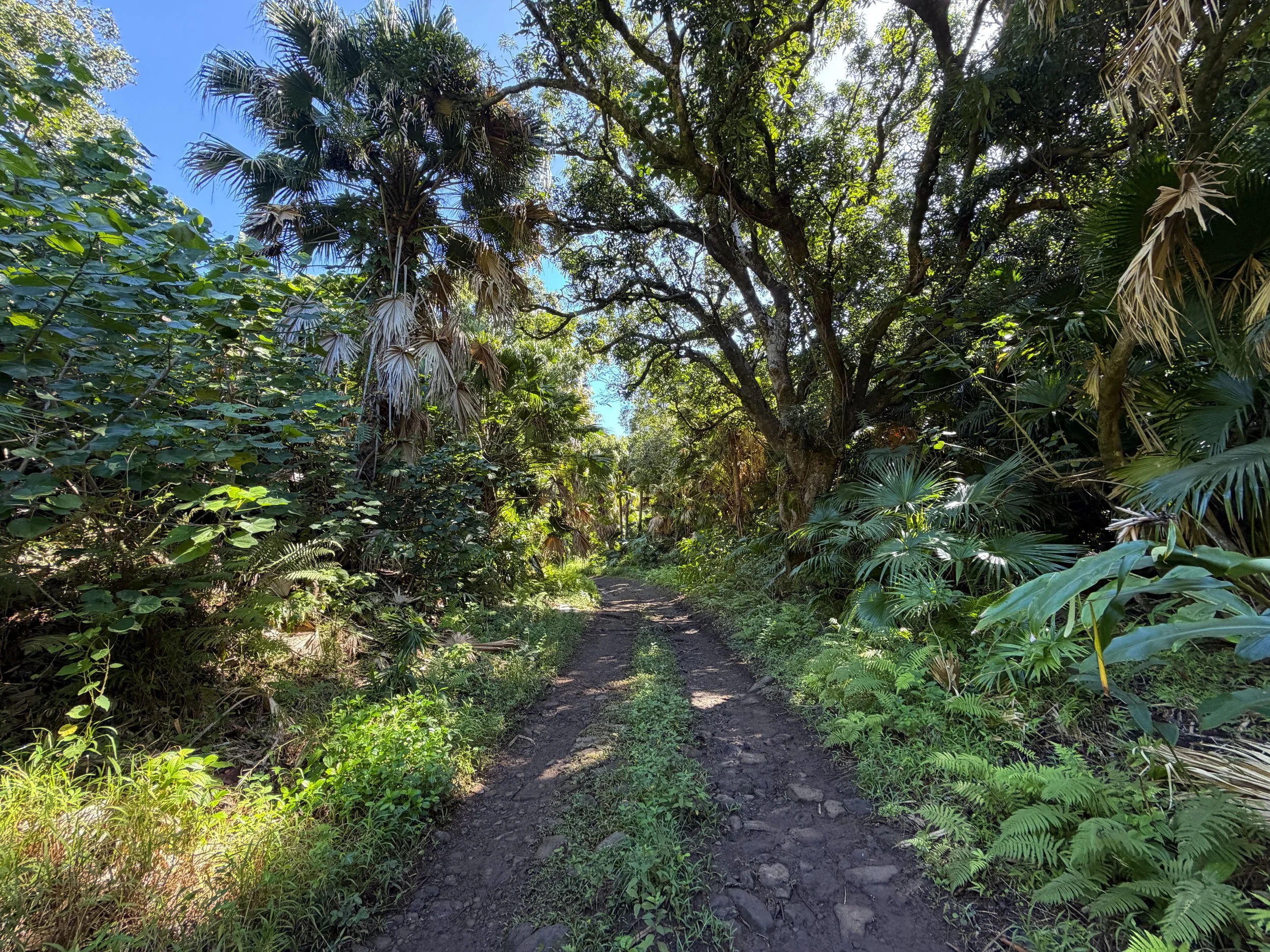 Tripler Ridge Trail via Kamananui Valley Road Oahu Hawaii